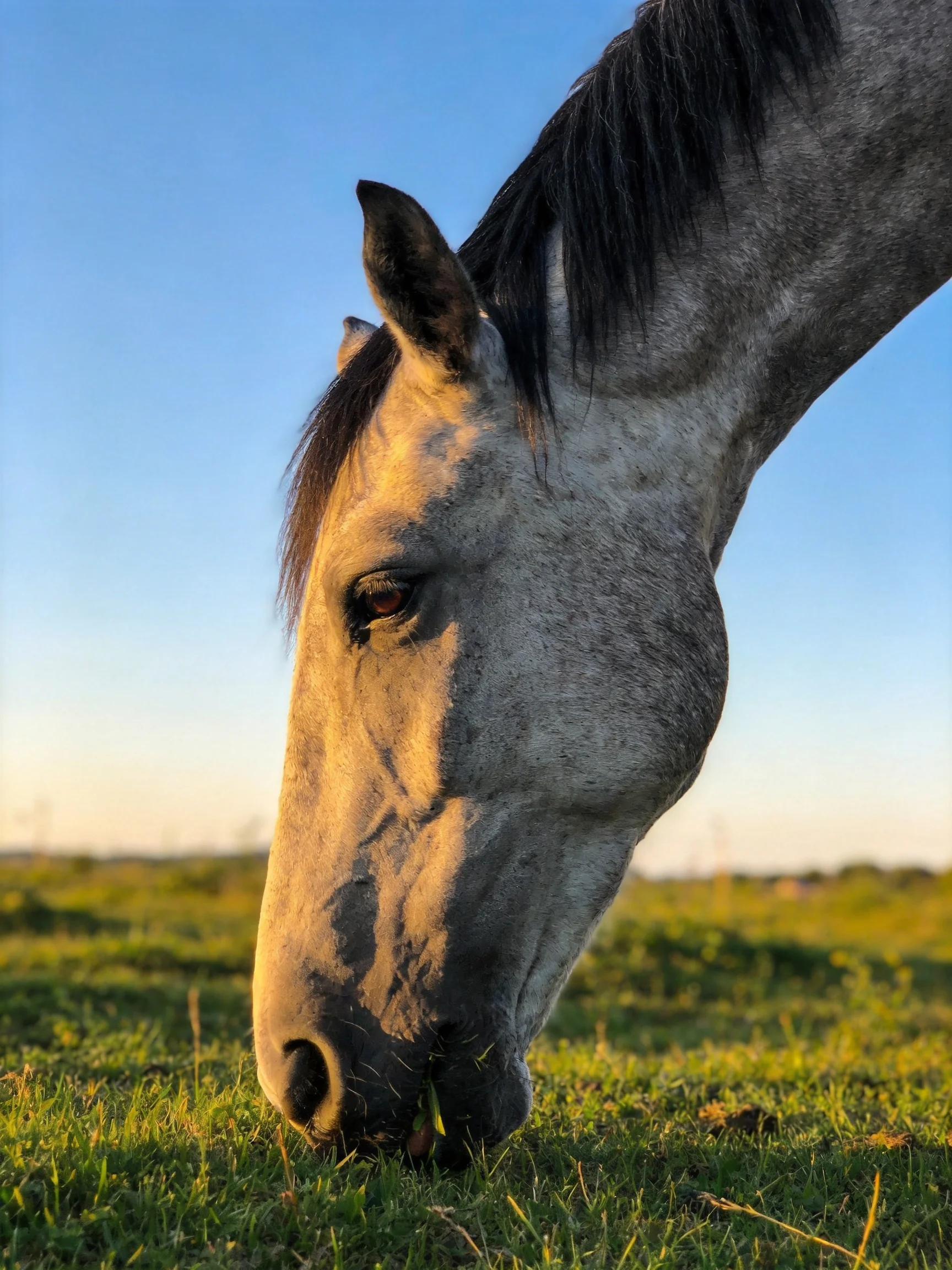 A gray horse grazes peacefully in a sunlit meadow.