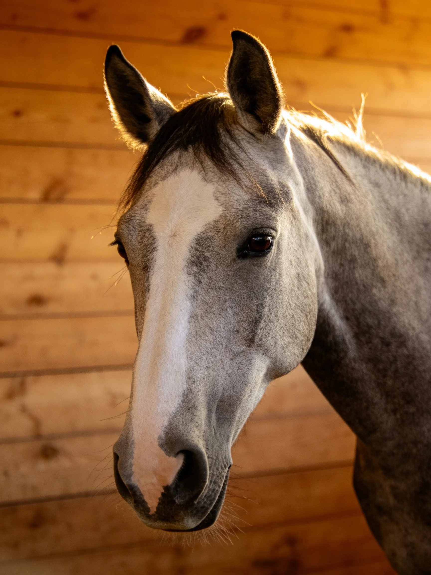 A gray horse with a white blaze near a wooden stable wall
