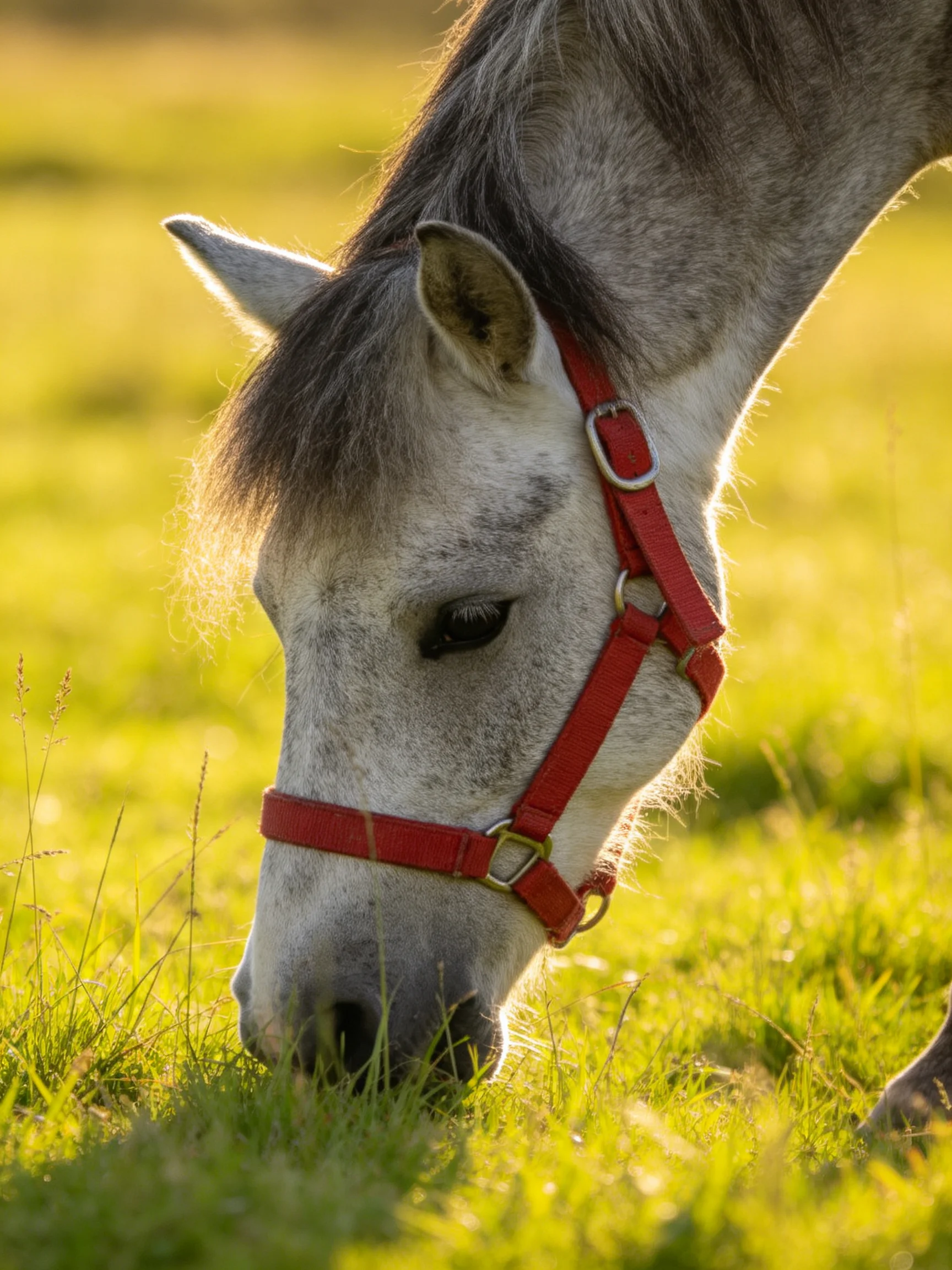 A gray pony with a red halter grazes in sunlit grass