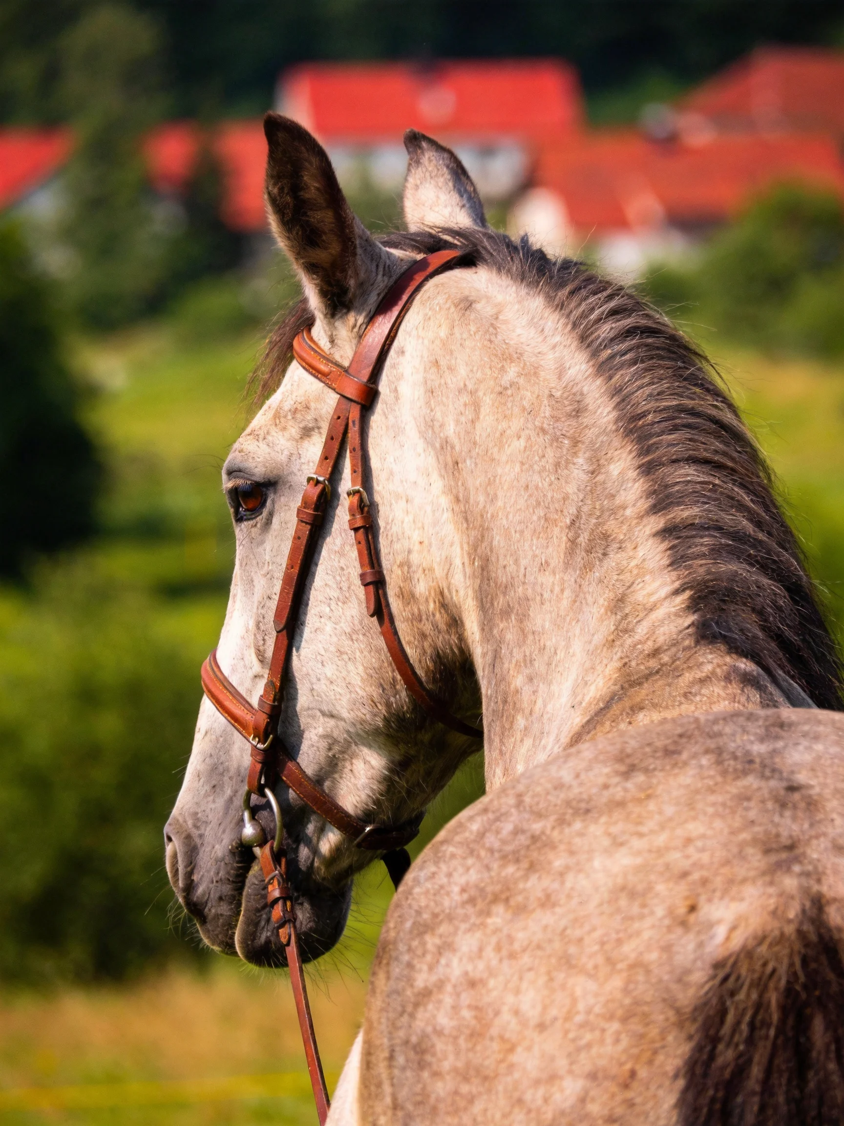 A gray speckled horse with brown bridle near red-roofed homes