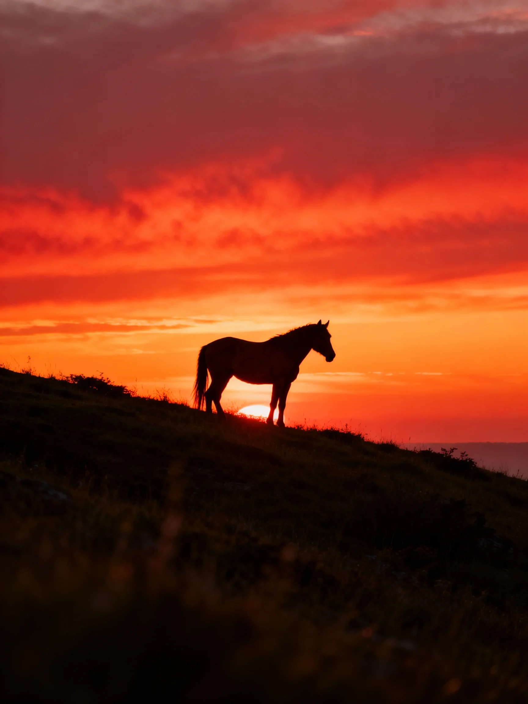 A horses silhouette stands on a hill beneath vibrant sunset skies