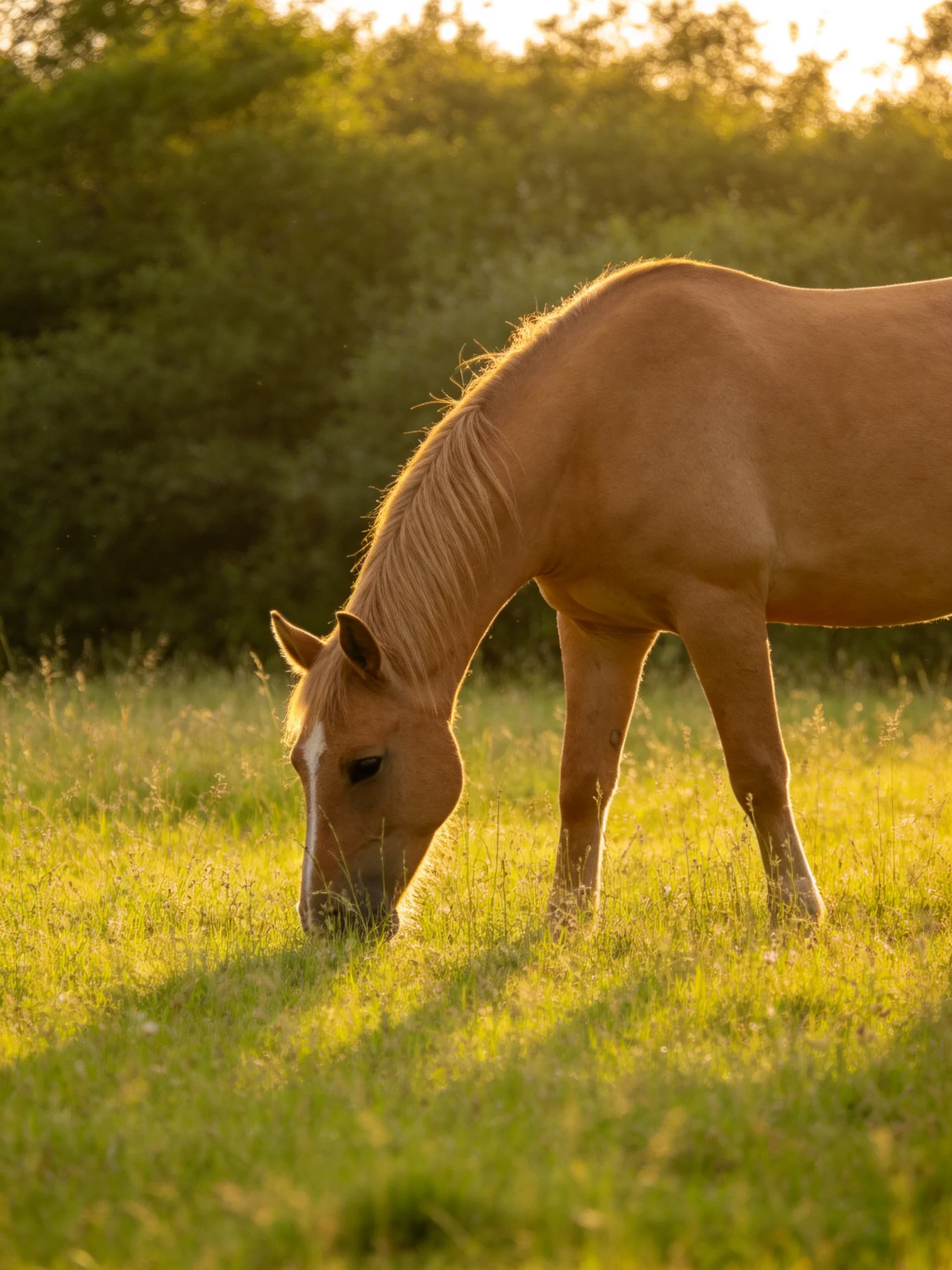 A light brown horse grazes in a sunlit green meadow with trees in the distance.