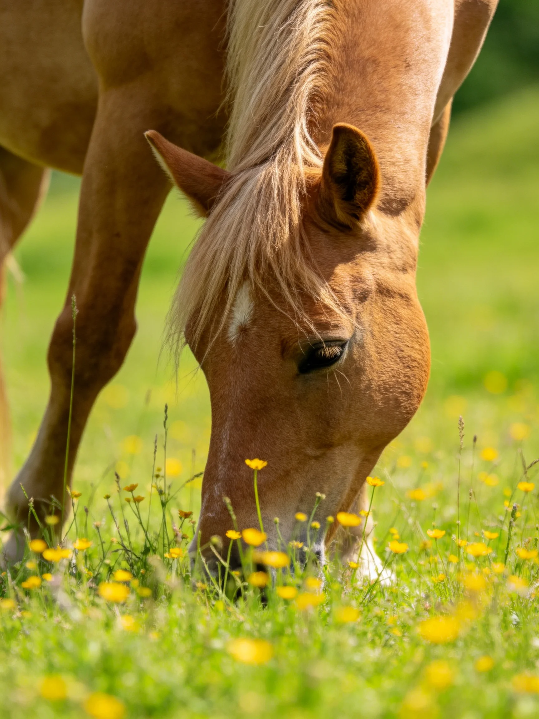 A light-brown horse grazing in a vibrant green meadow with yellow wildflowers