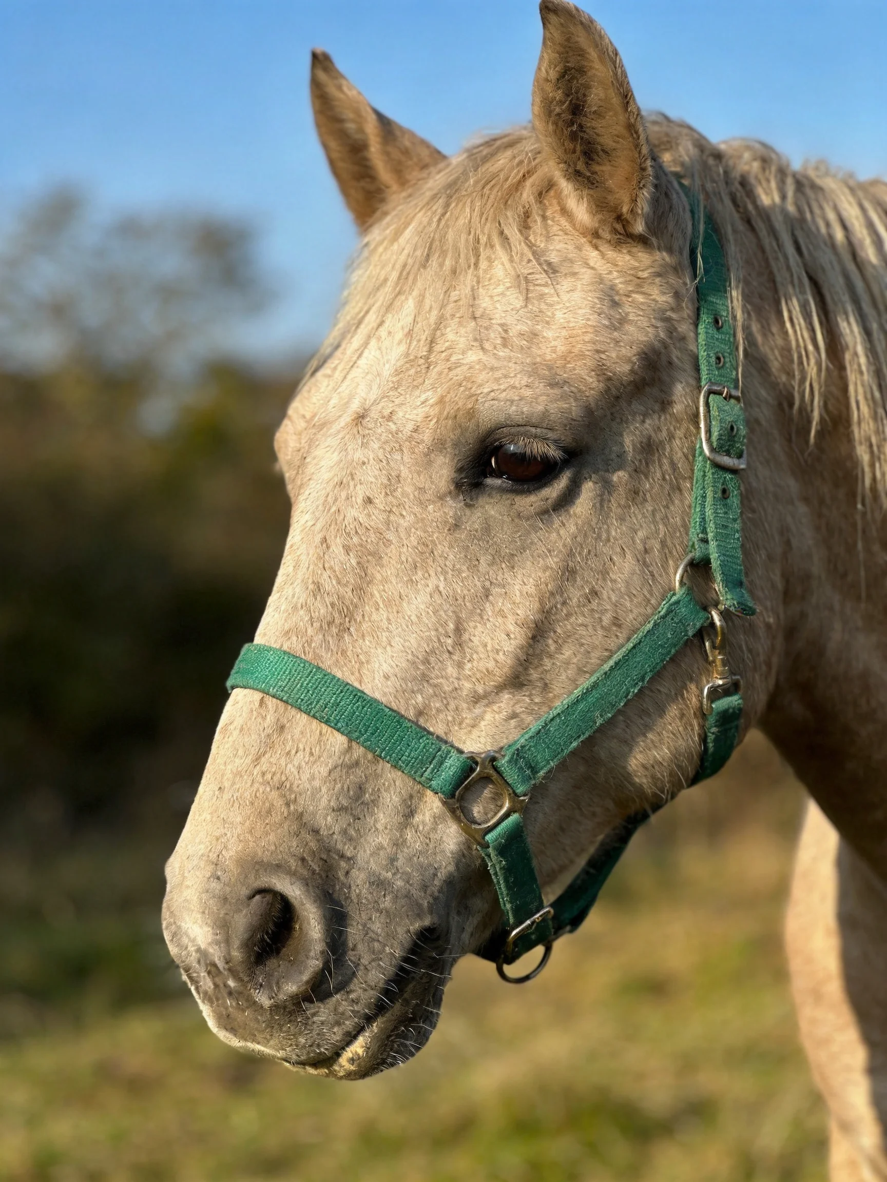 A light gray horse wearing a green halter in an open field