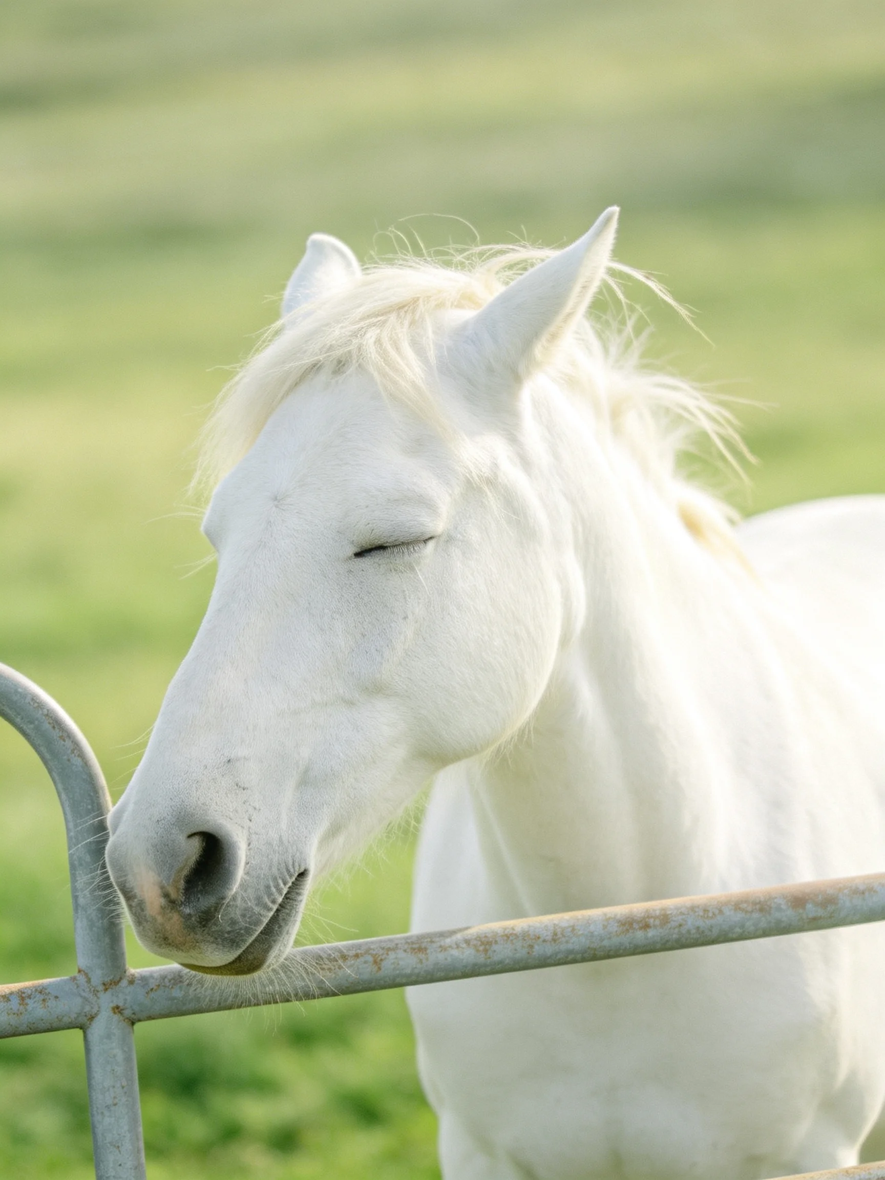 A serene white horse near a weathered metal fence in a green pasture