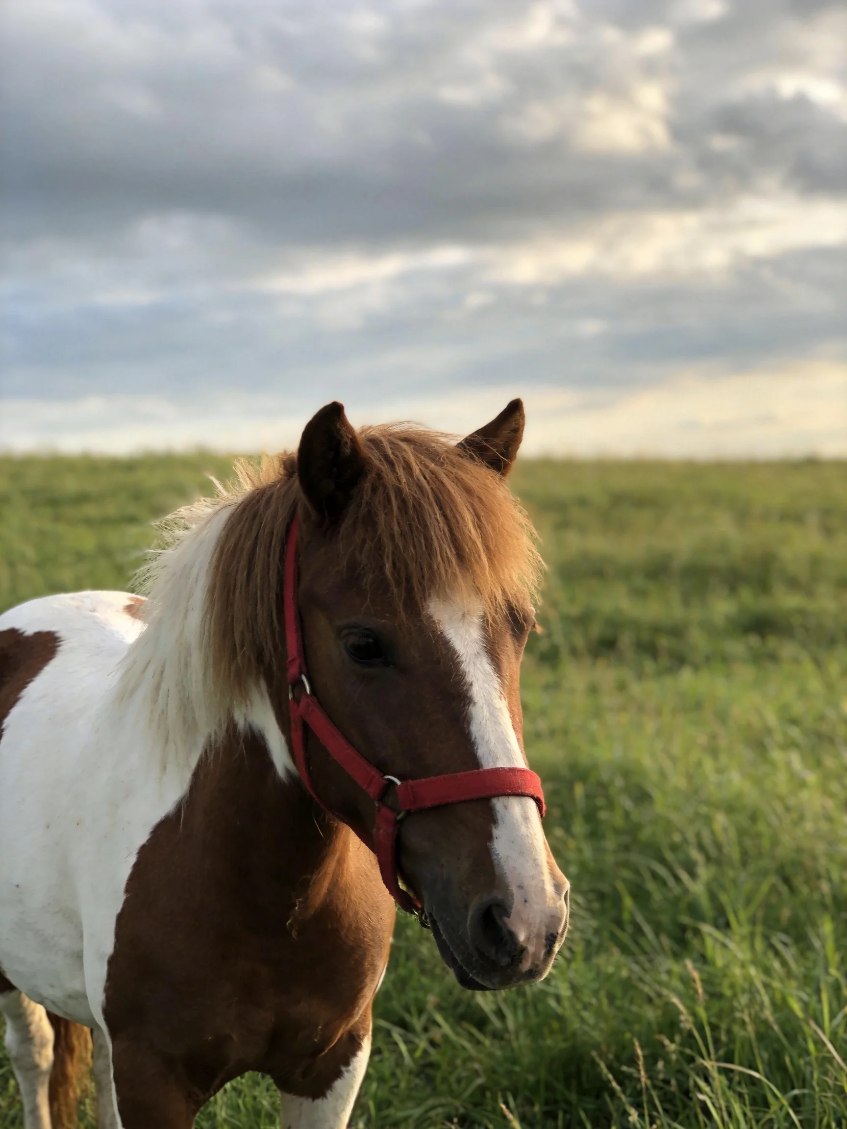 A small brown and white pony with red halter in a vast green field under cloudy skies