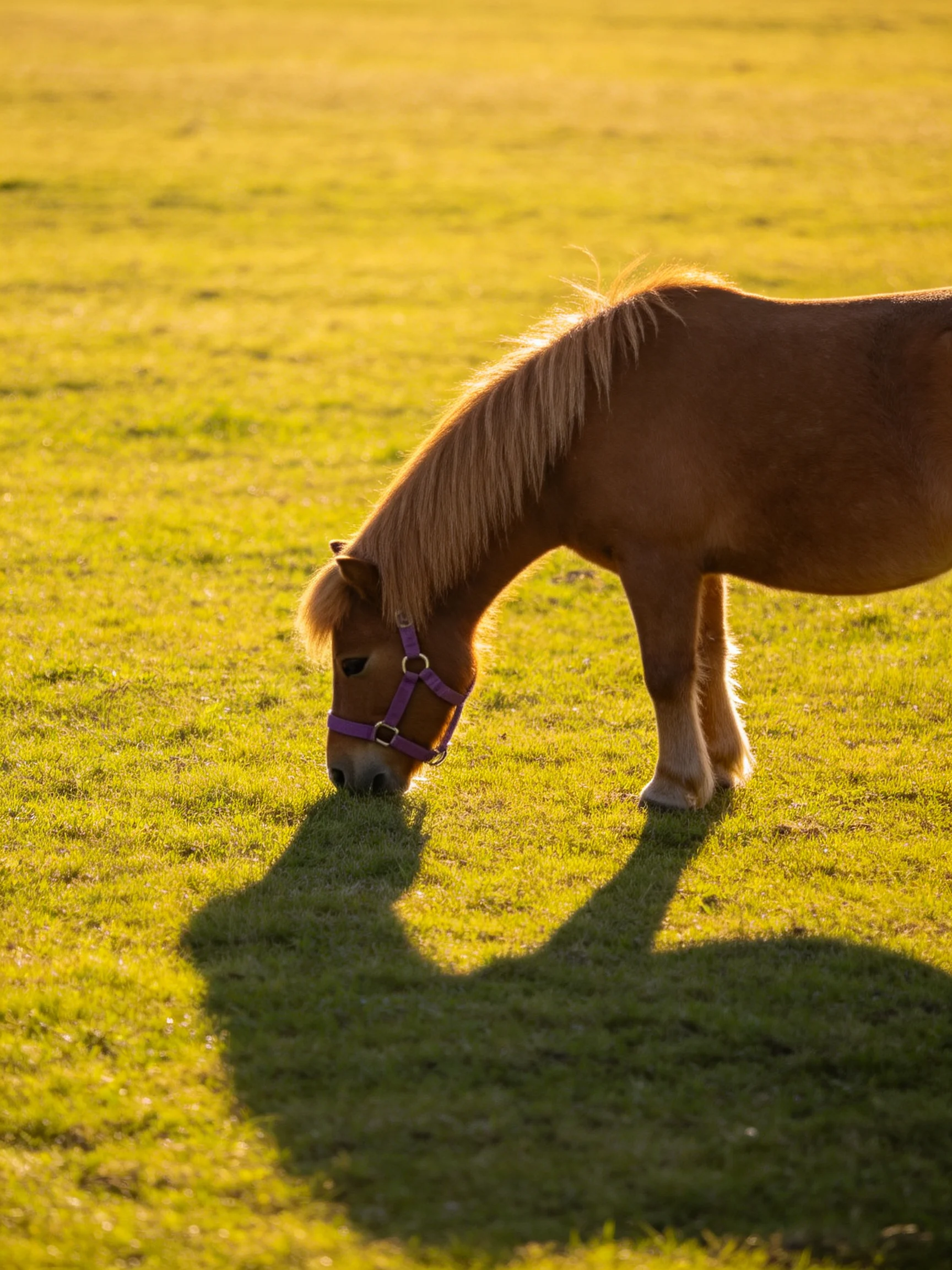 A small brown pony grazes in a sunlit green meadow