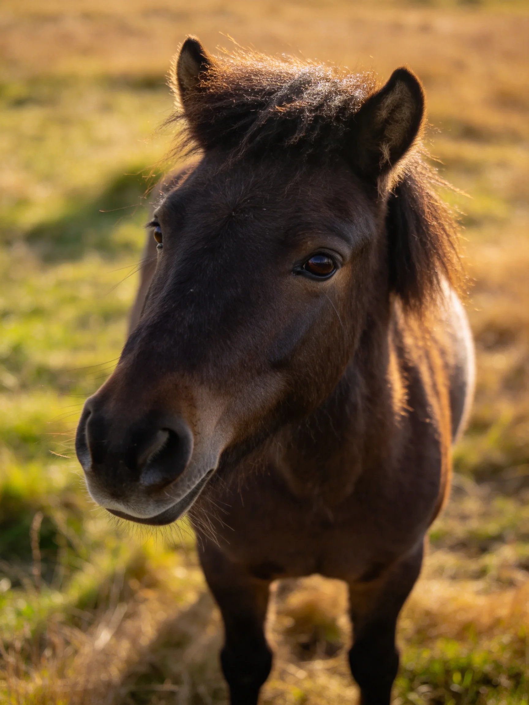 A small brown pony stands in a sunlit grassy meadow