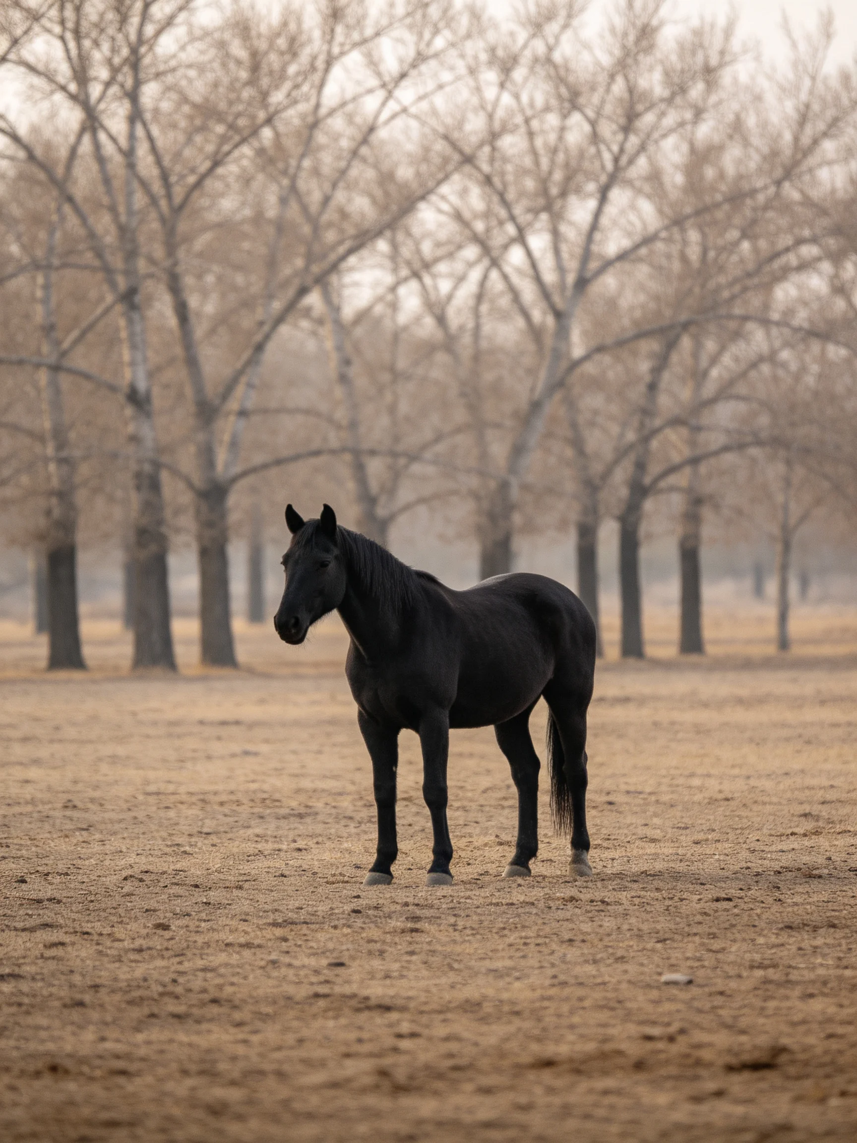 A solitary black horse stands among bare trees on dusty terrain