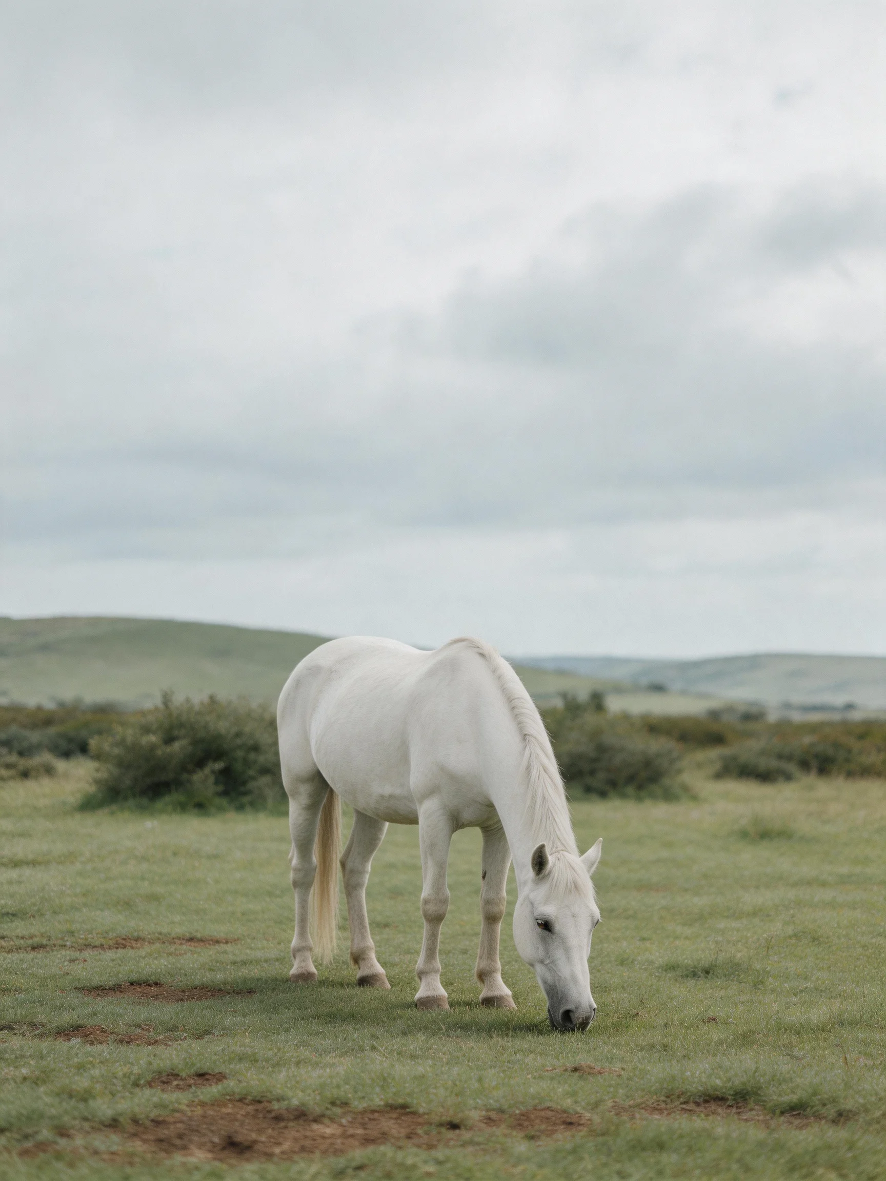 A solitary white horse grazing in an open green meadow under cloudy skies