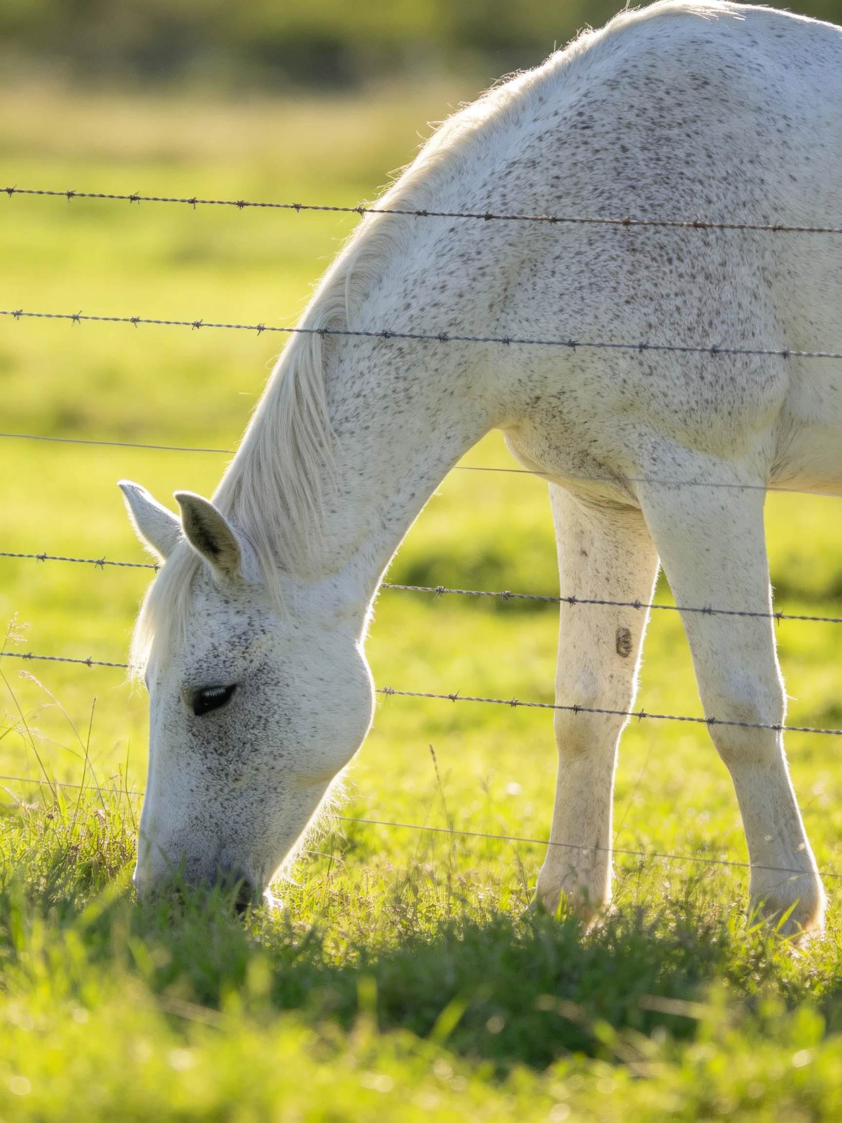 A speckled white horse grazing near a barbed wire fence in a green pasture