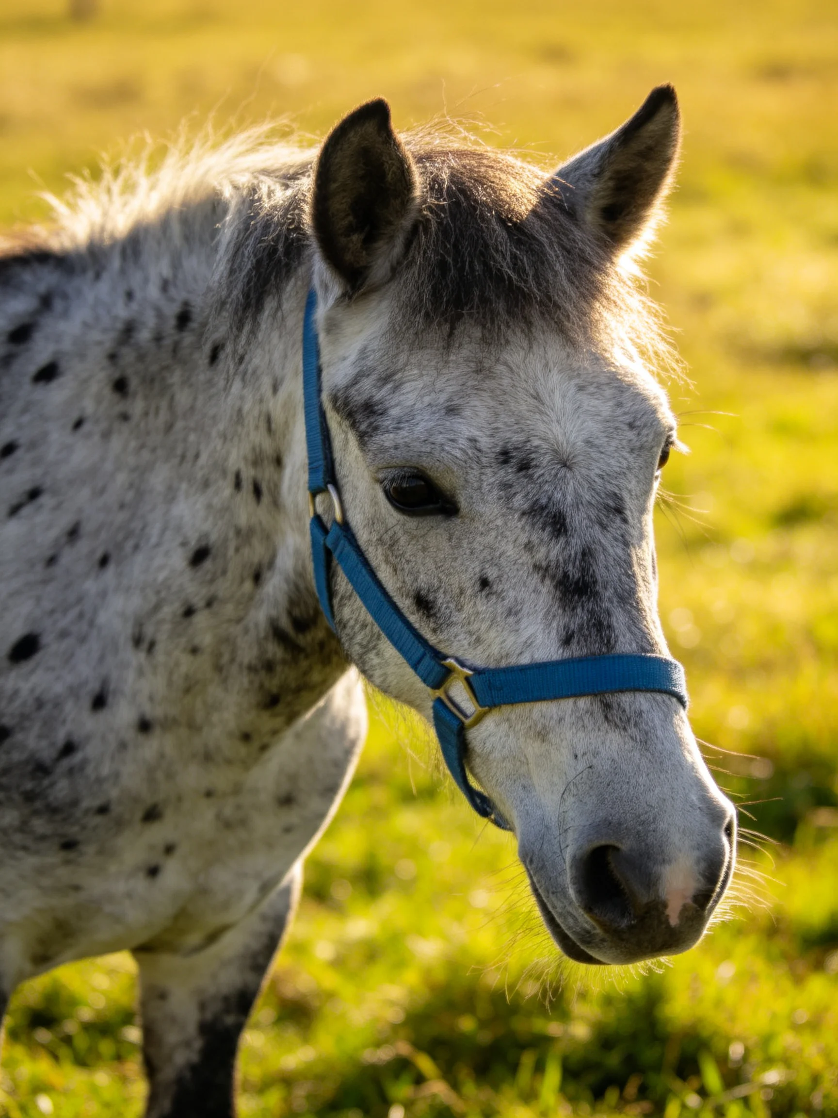 A spotted gray horse wearing a blue halter stands in a sunlit me.