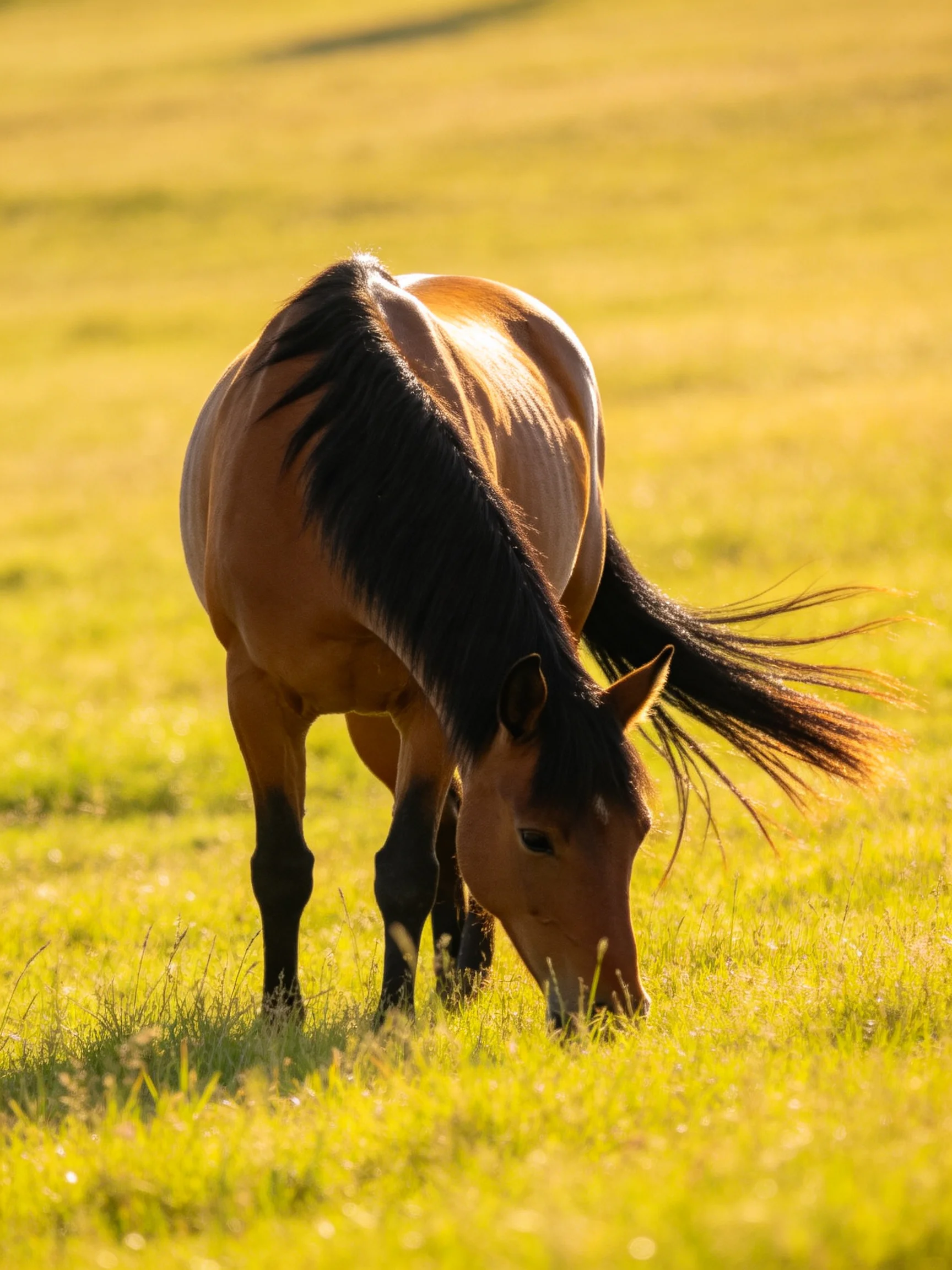 A tan horse grazes in a golden-green meadow with dark mane