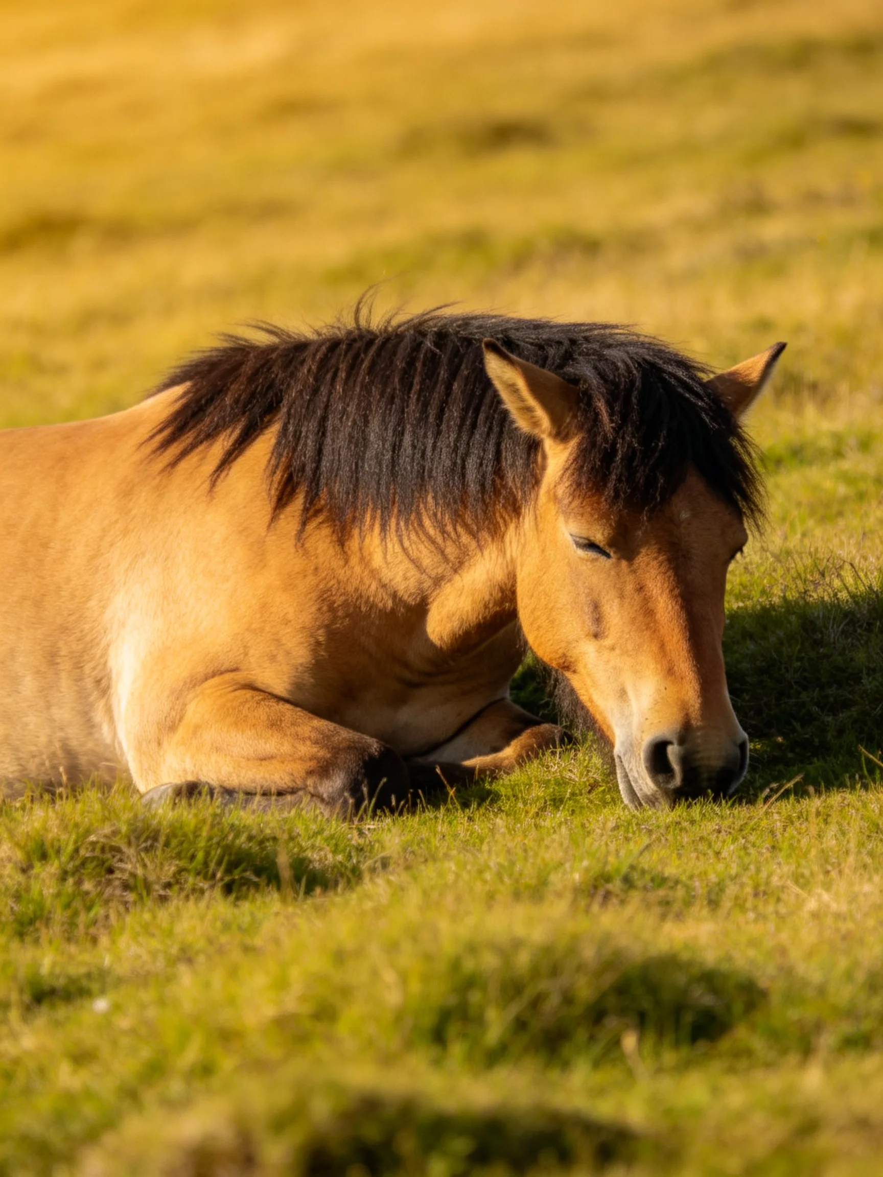 A tan horse lies down to rest in a sunlit grassy area.
