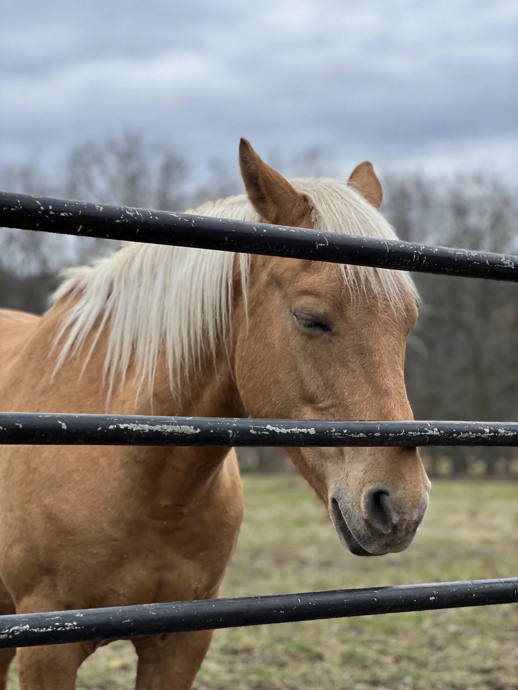 A tan horse with a white mane near black fence rails outdoors