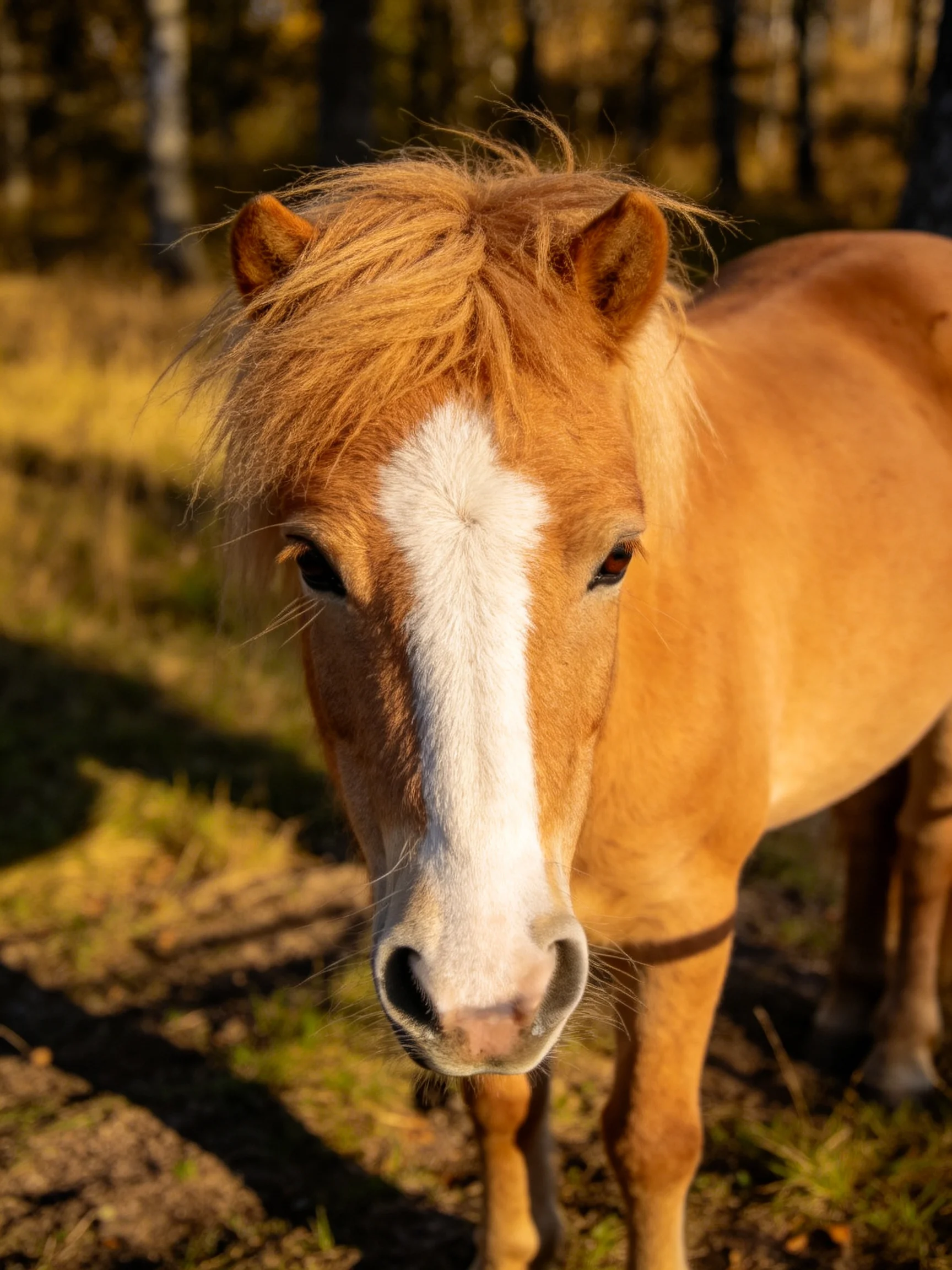 A tan pony with a white blaze stands in a sunlit forest clearing