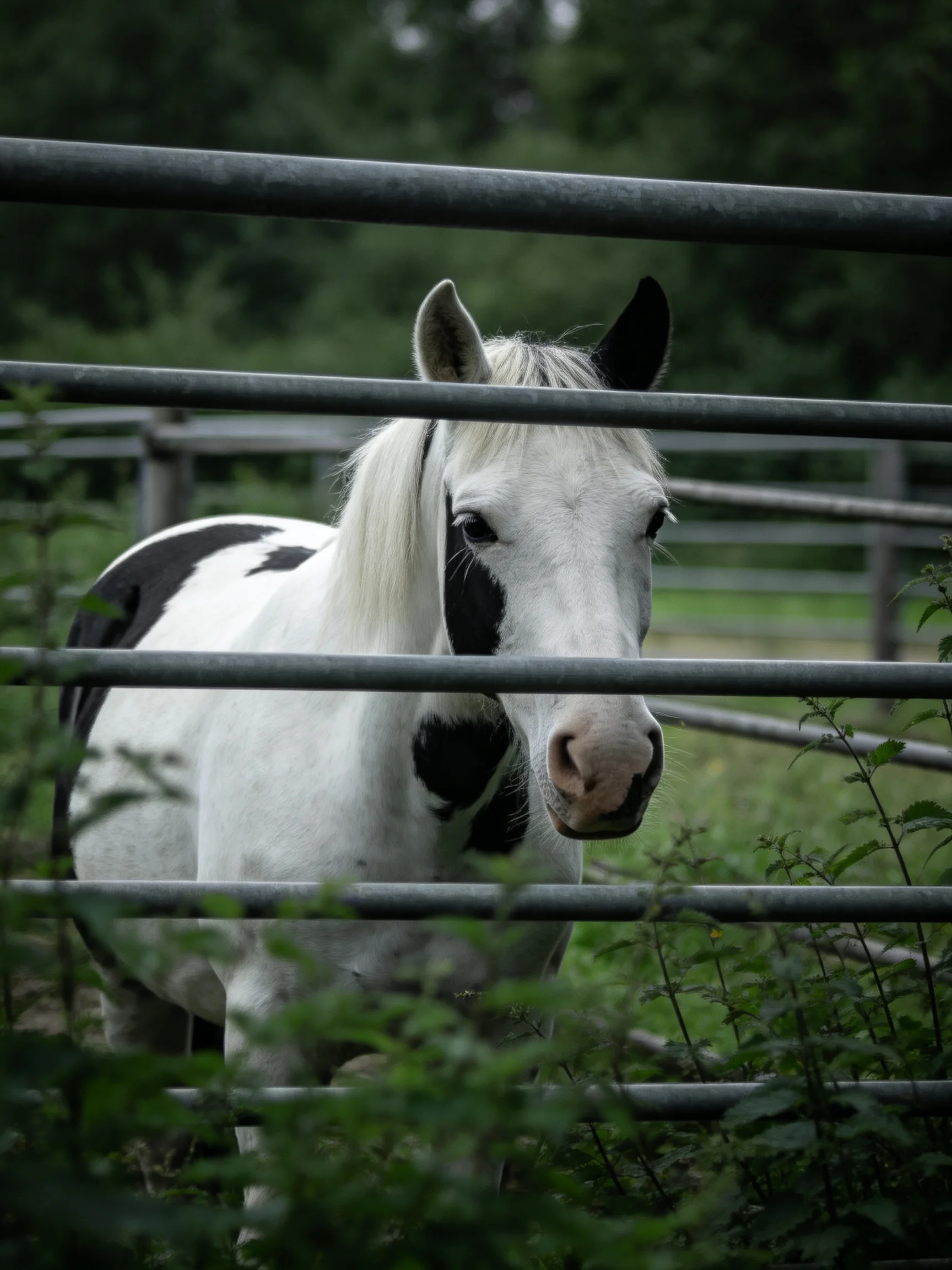 A white and black spotted horse stands near horizontal metal bars in a green outdoor area.