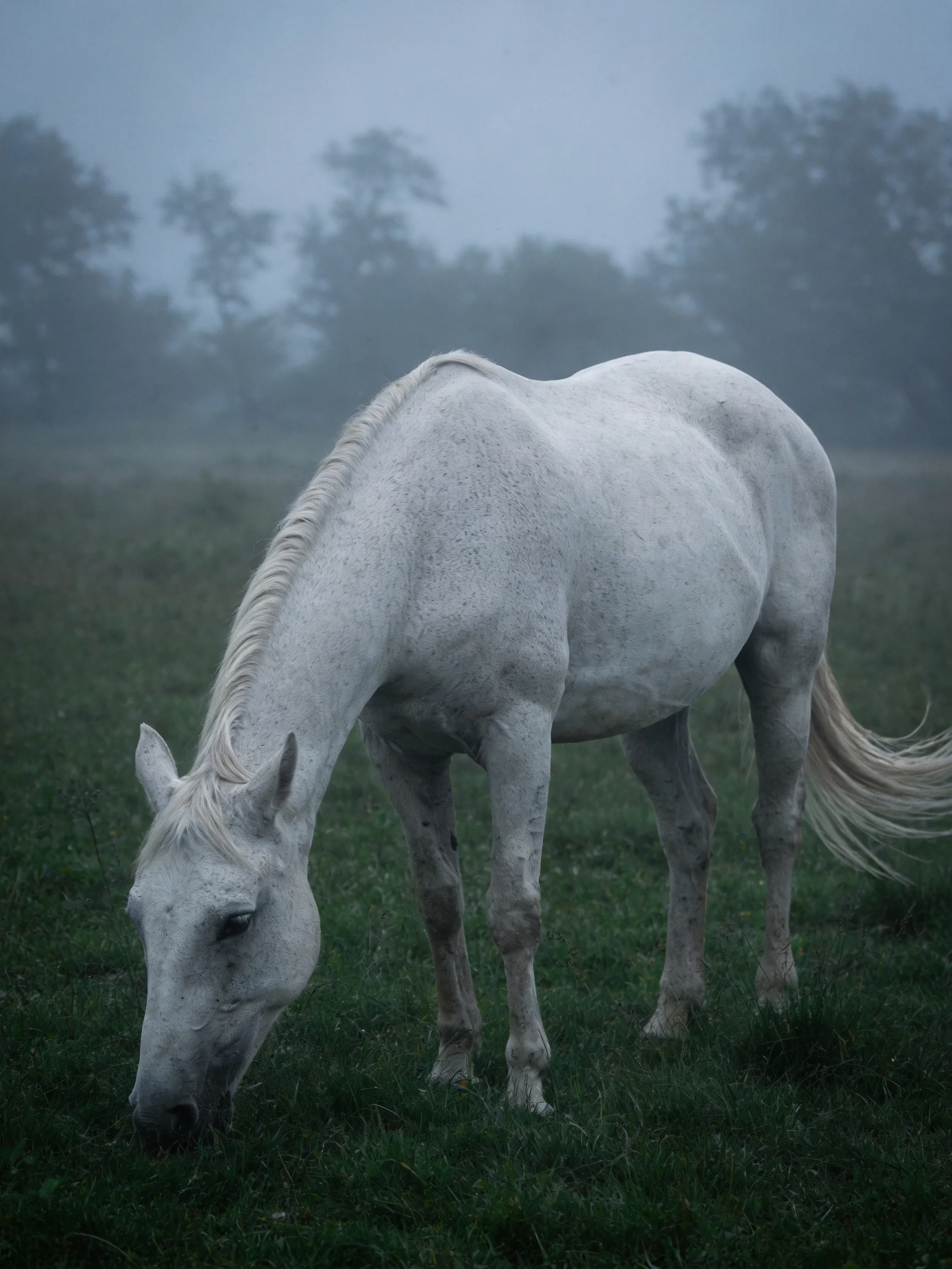 A white horse grazing in a foggy green meadow