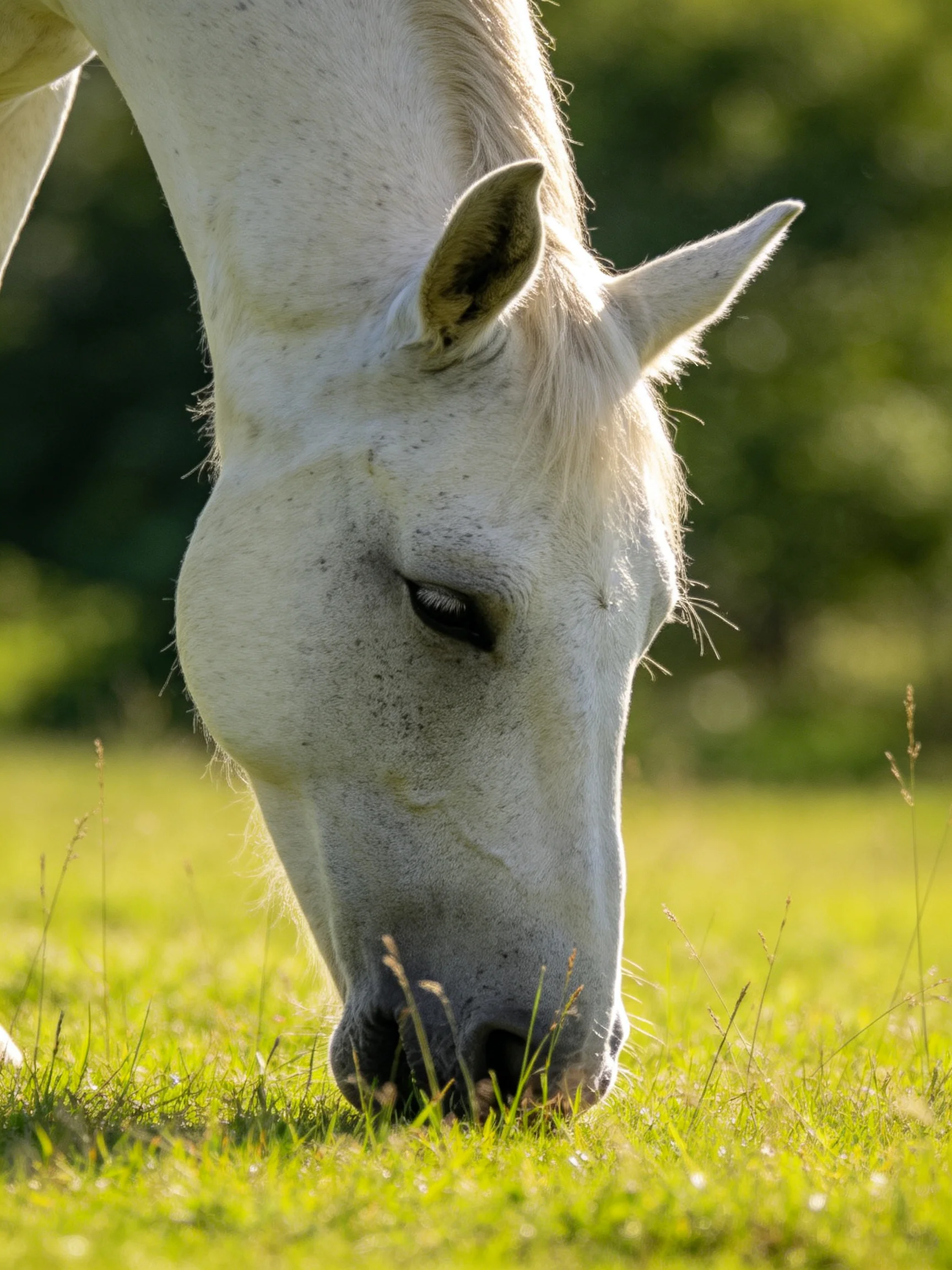 A white horse peacefully grazing in a sunlit green meadow