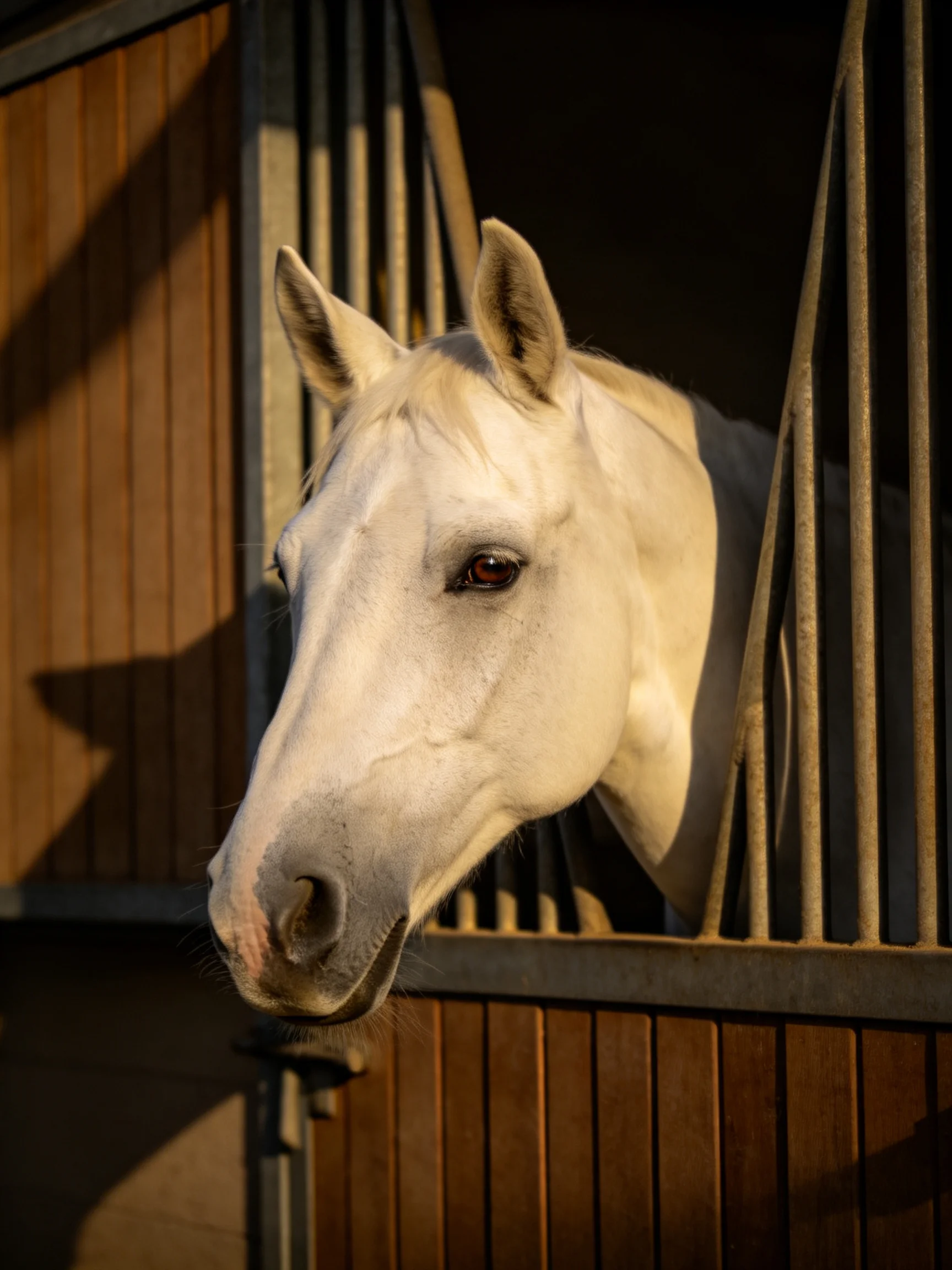 A white horse peeks from a wooden stable with metal bars