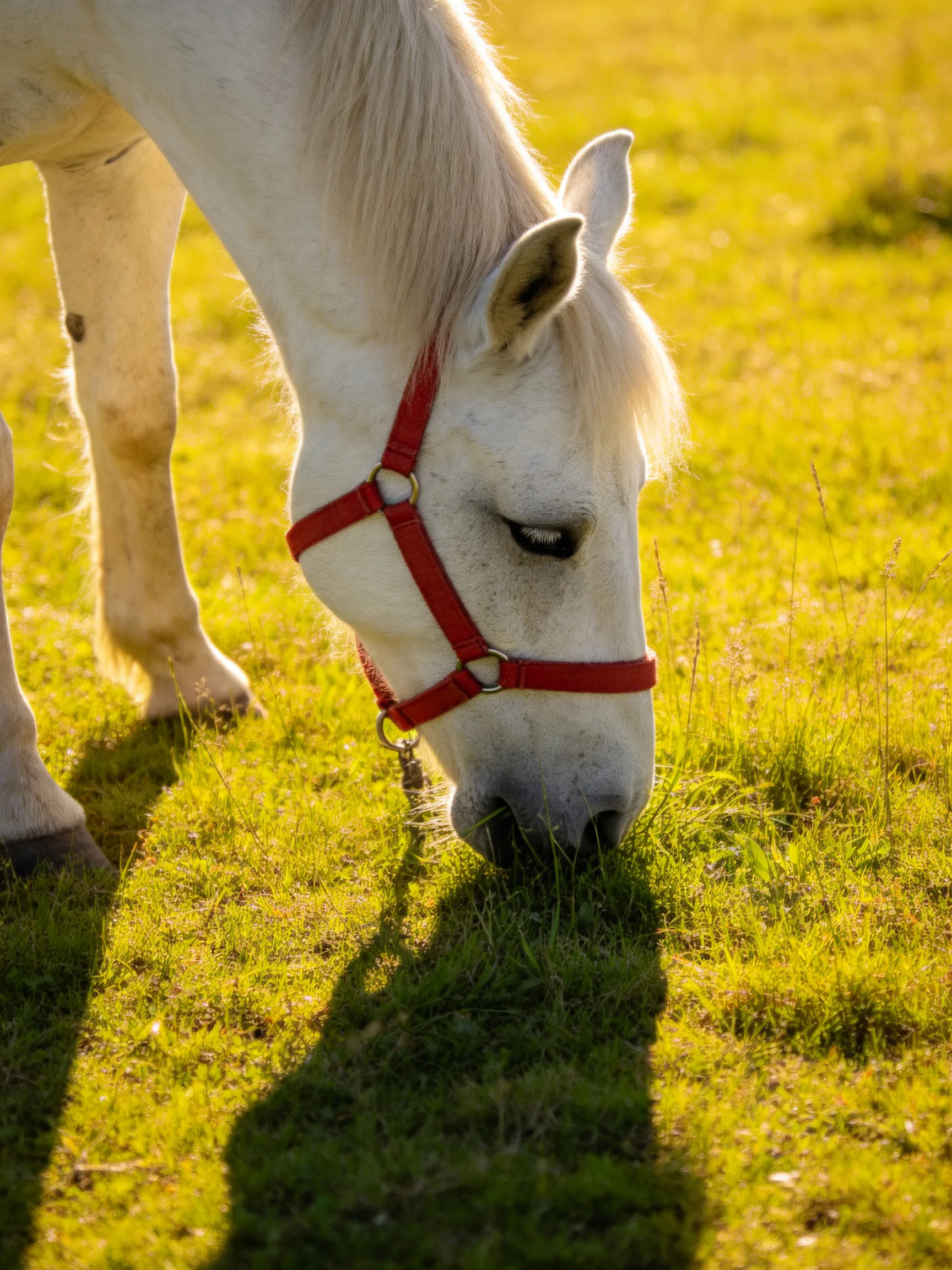 A white horse with a red halter grazing in a sunlit green meadow