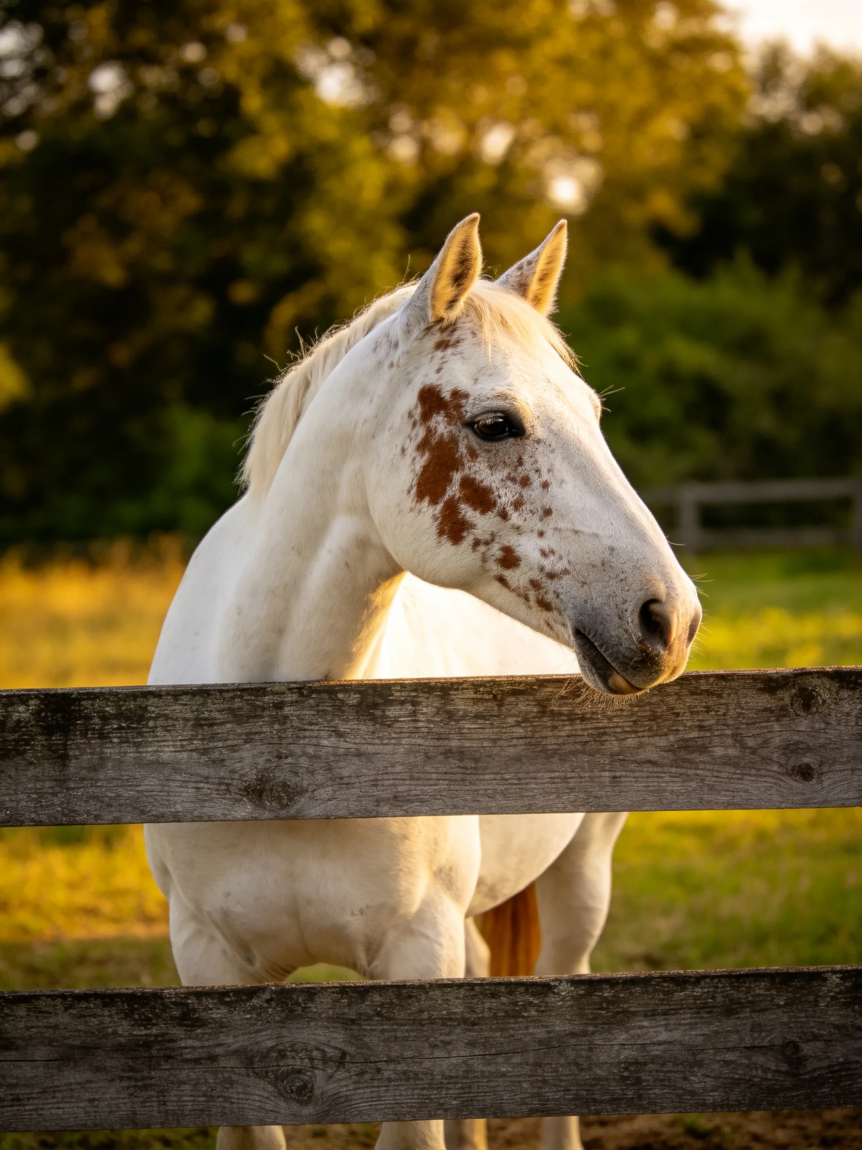 A white horse with brown patches near an aged wooden fence