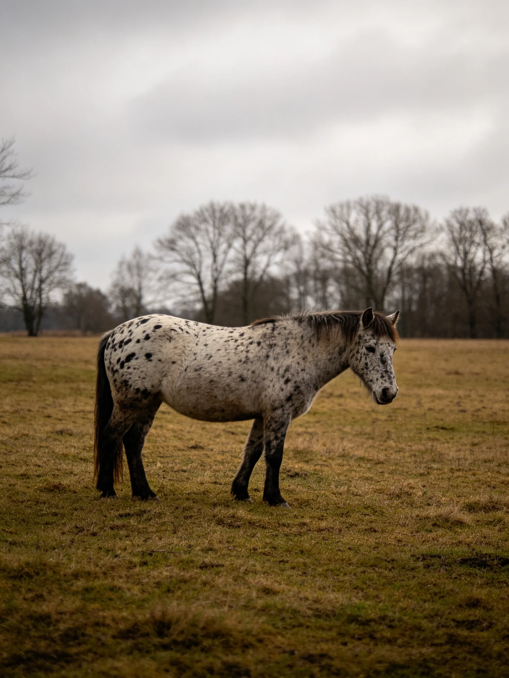 A white-spotted horse in a brown field near leafless trees