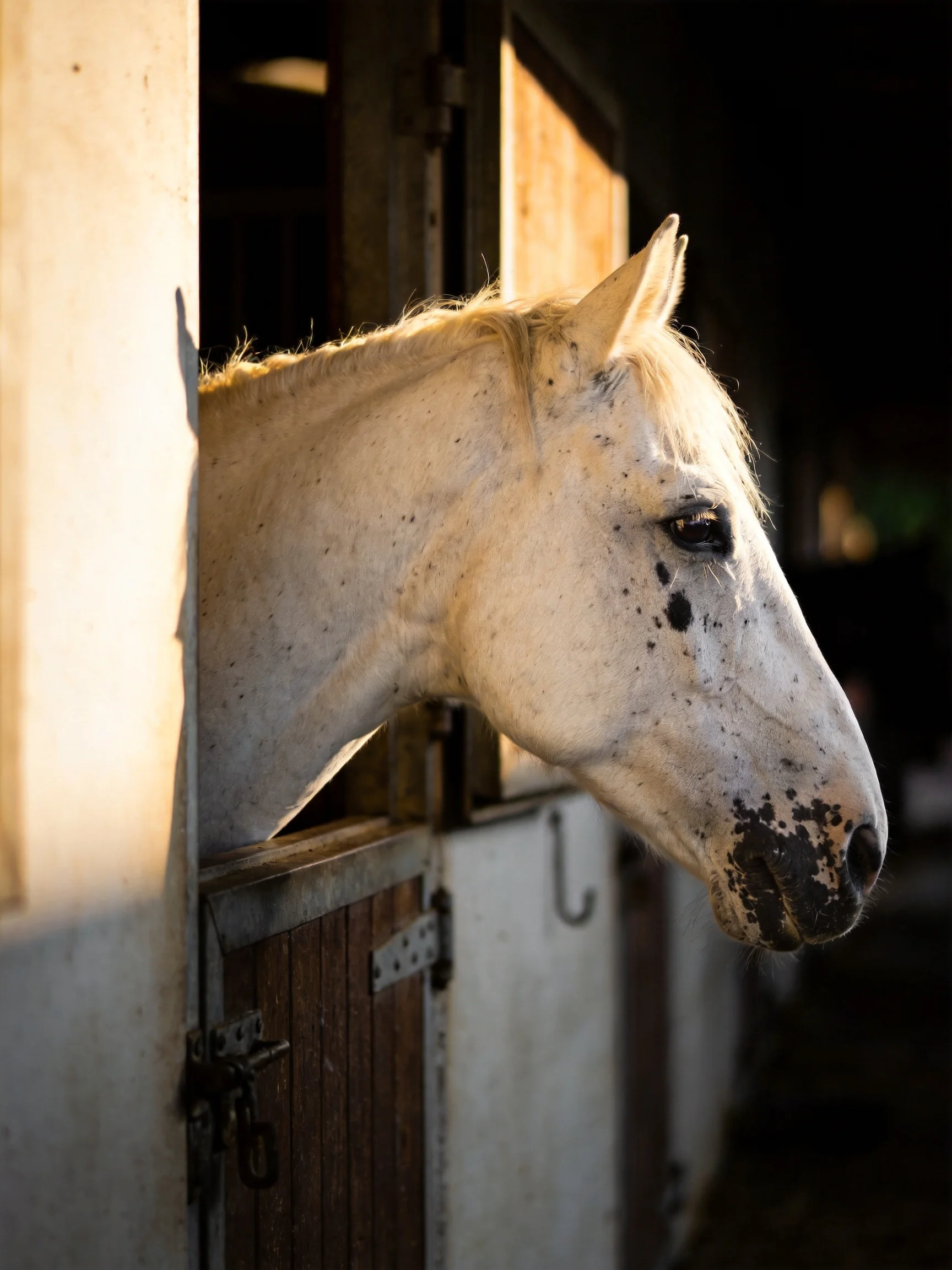 A white spotted horse peeks from a wooden stable stall with golden light
