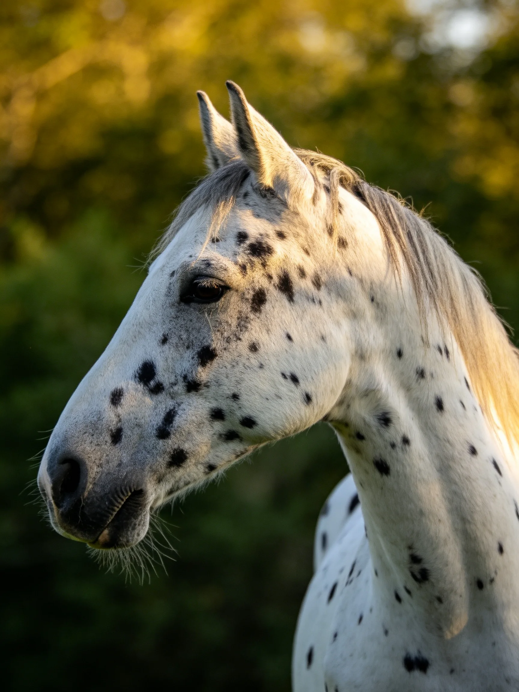 A white spotted horse stands amid greenery.