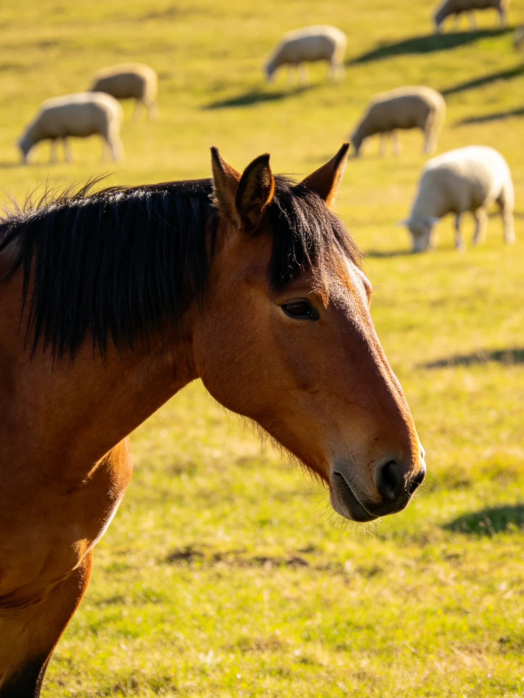 Brown horse with dark mane near several white sheep in a sunlit pasture