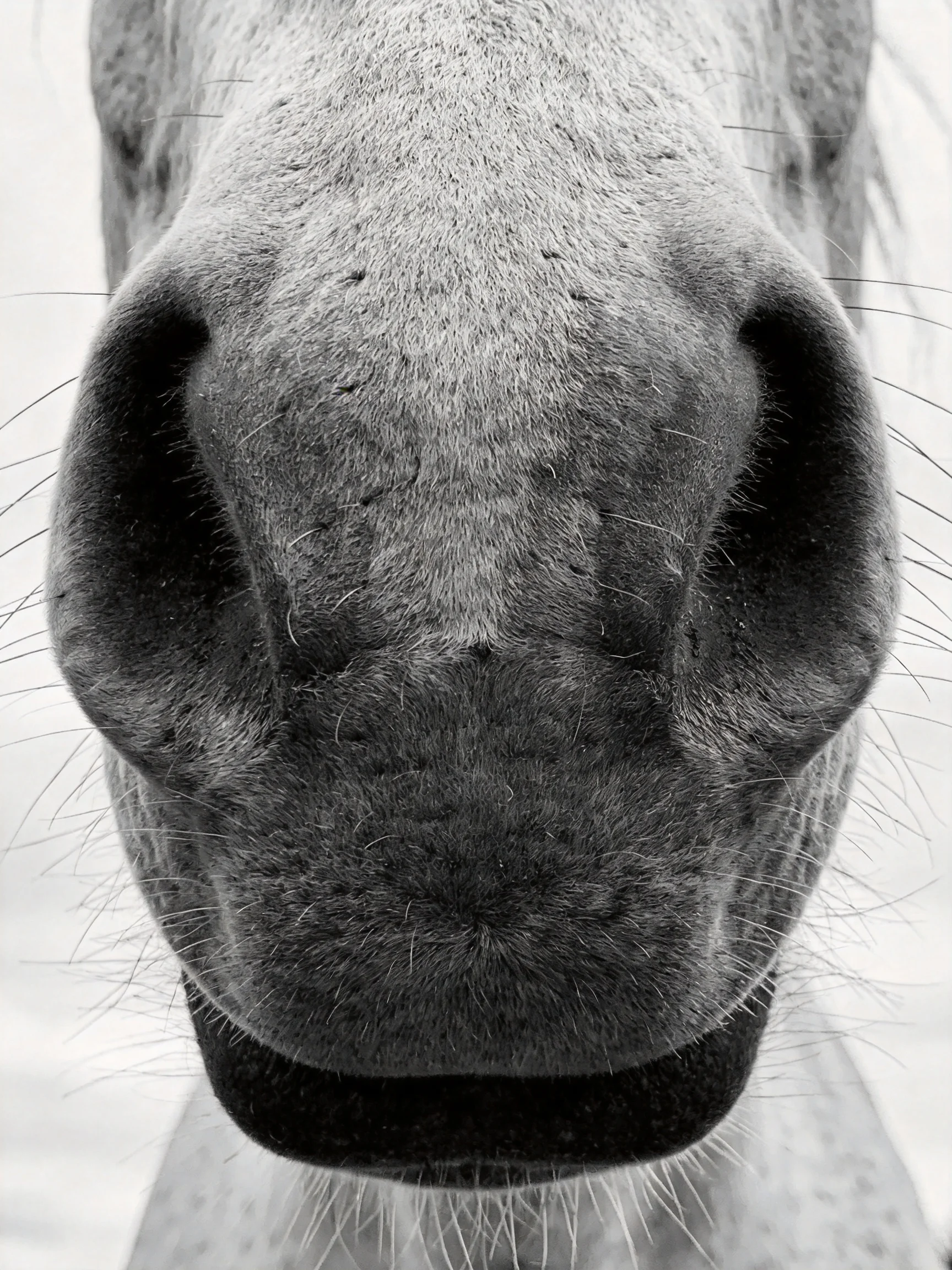 Close - up black - and - white view of a horses textured snout
