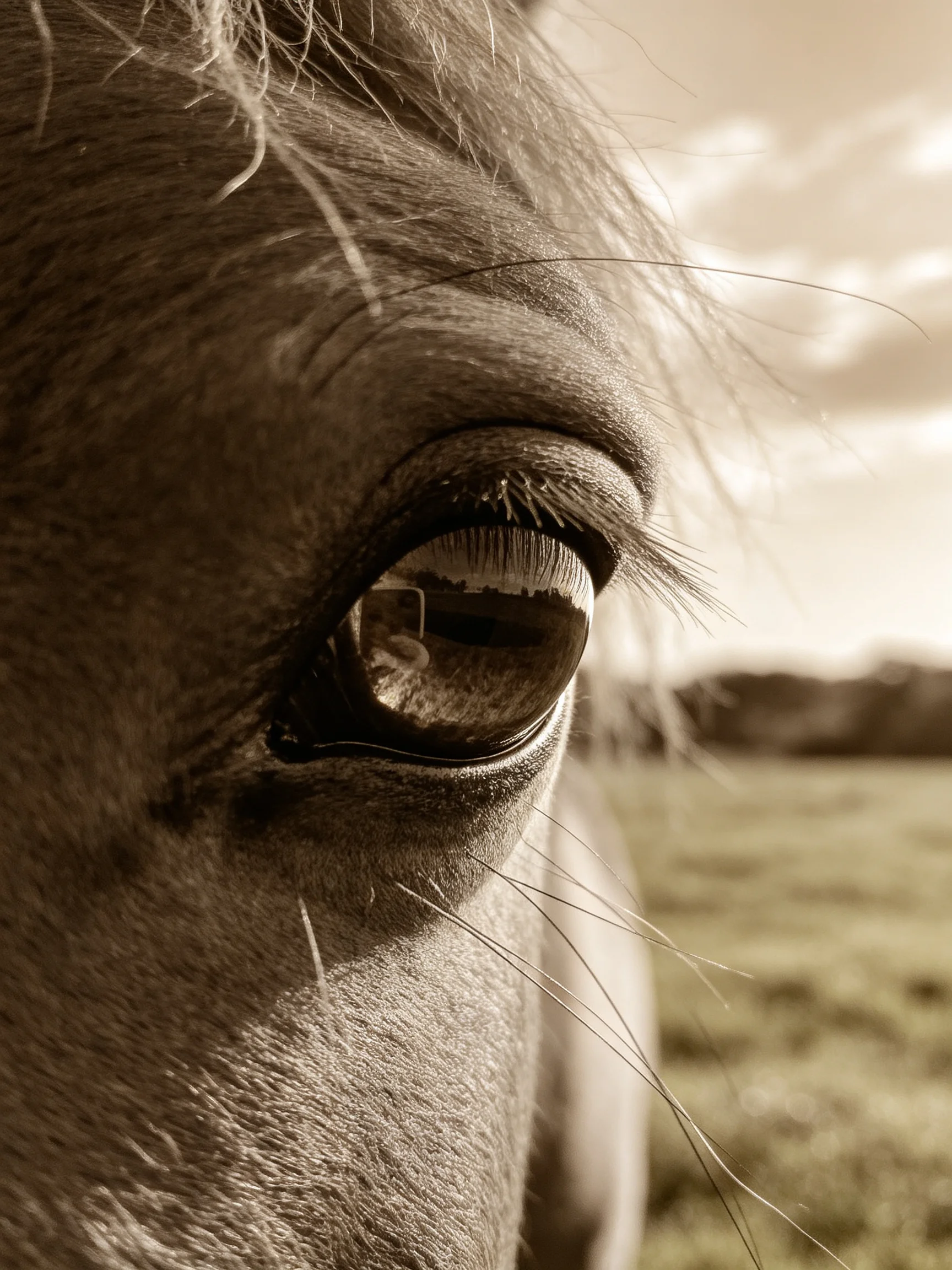 Close - up of a Horse’s Eye with Detailed Textures and Natural Tones