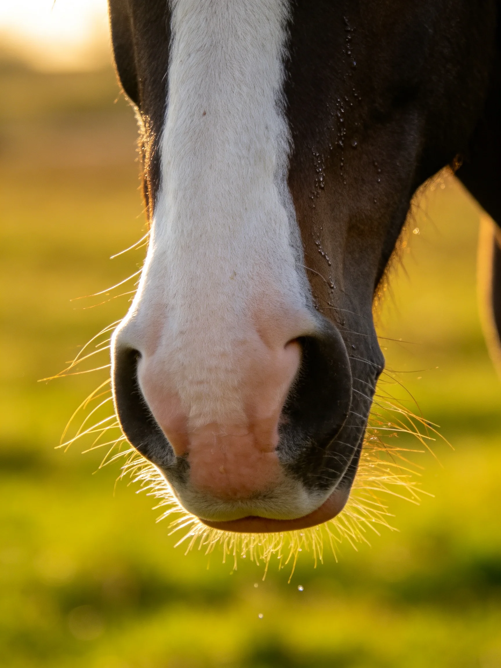 A close - up of a black and white horse’s nose with dewy whiskers in a sunlit field.