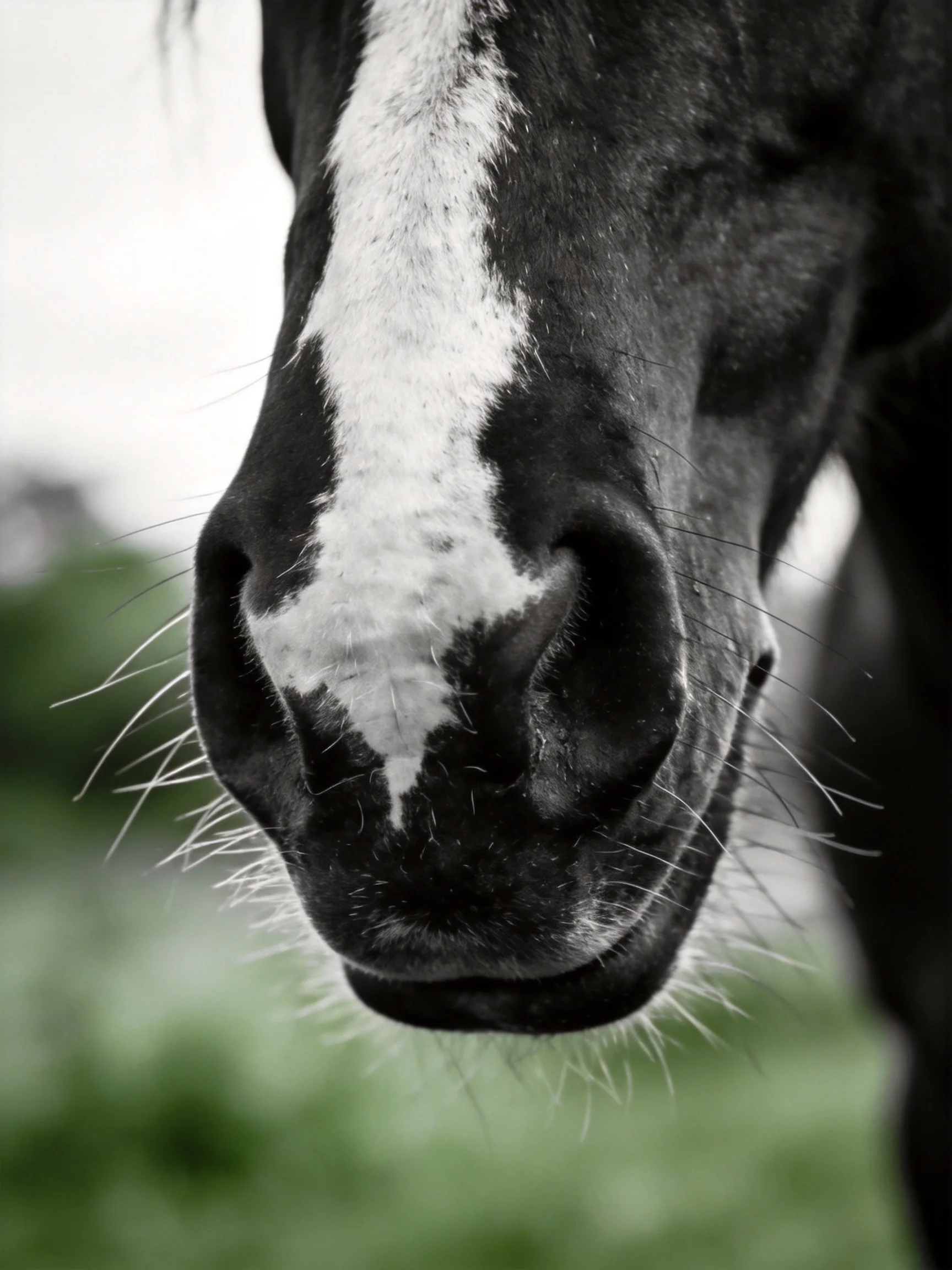 Close - up of a black horse with a bold white facial stripe