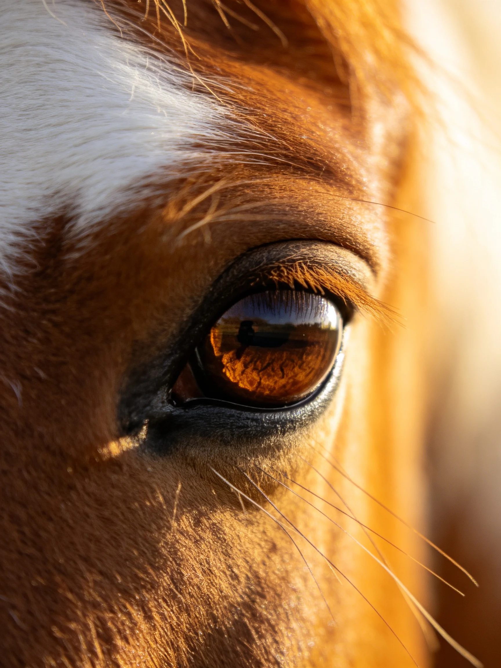 A close - up reveals a brown and white horse’s eye with amber reflection