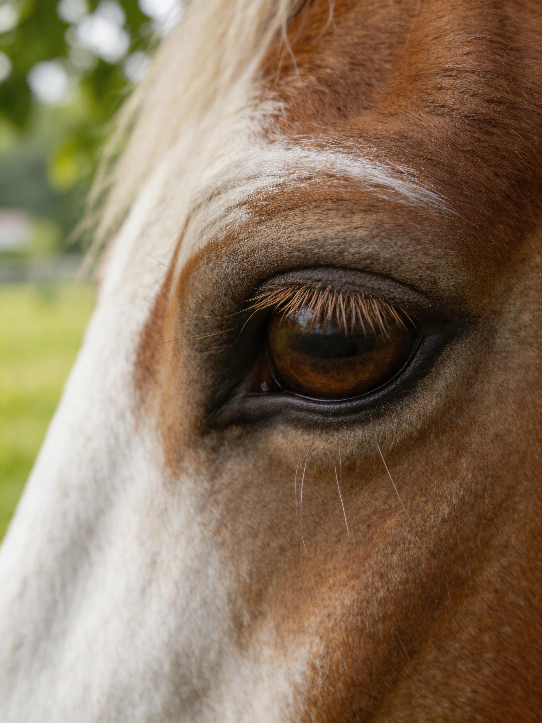 A close - up reveals a brown and white horse’s expressive eye