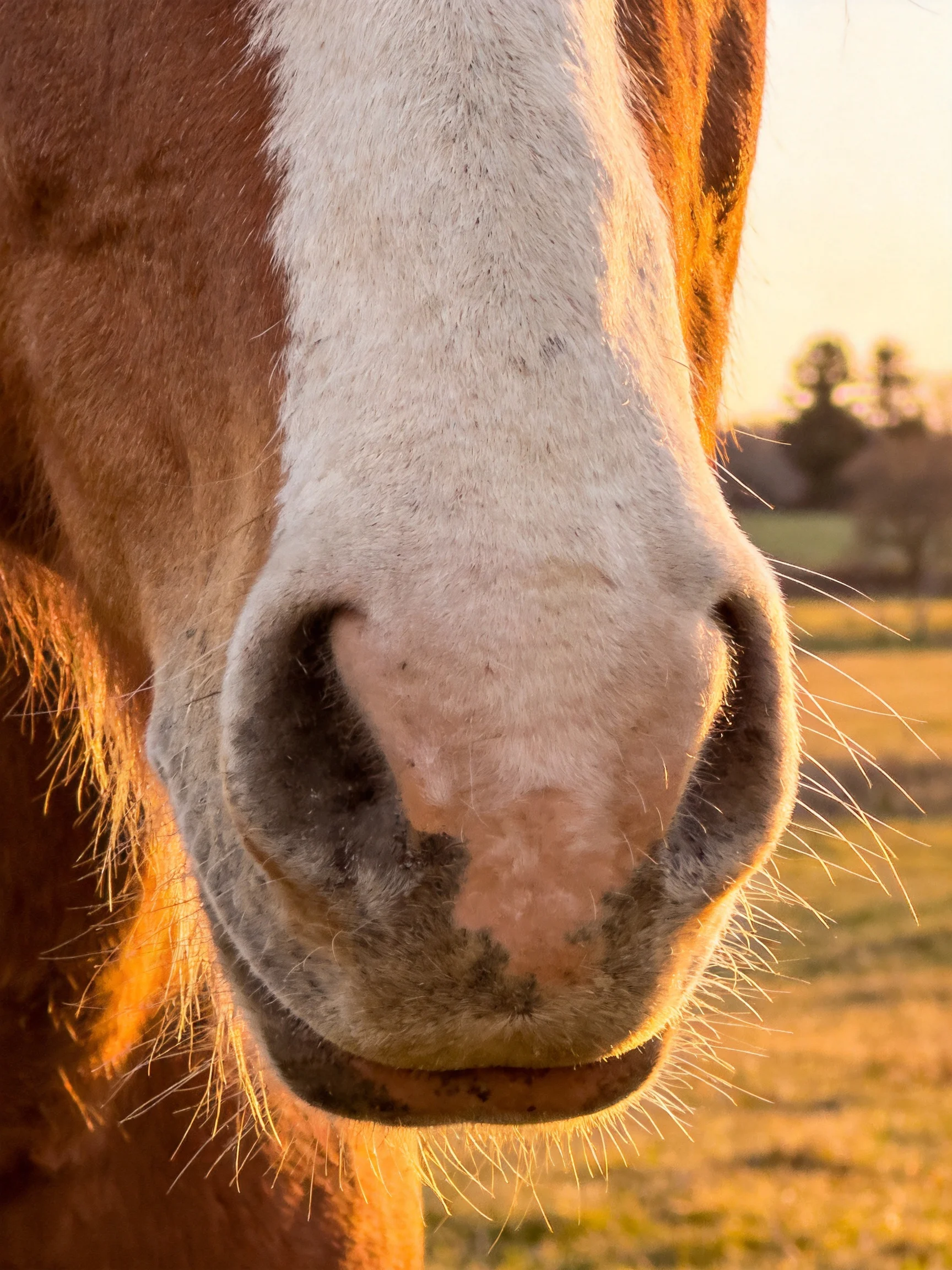 Close - up of a brown and white horse’s nose with golden sunlight