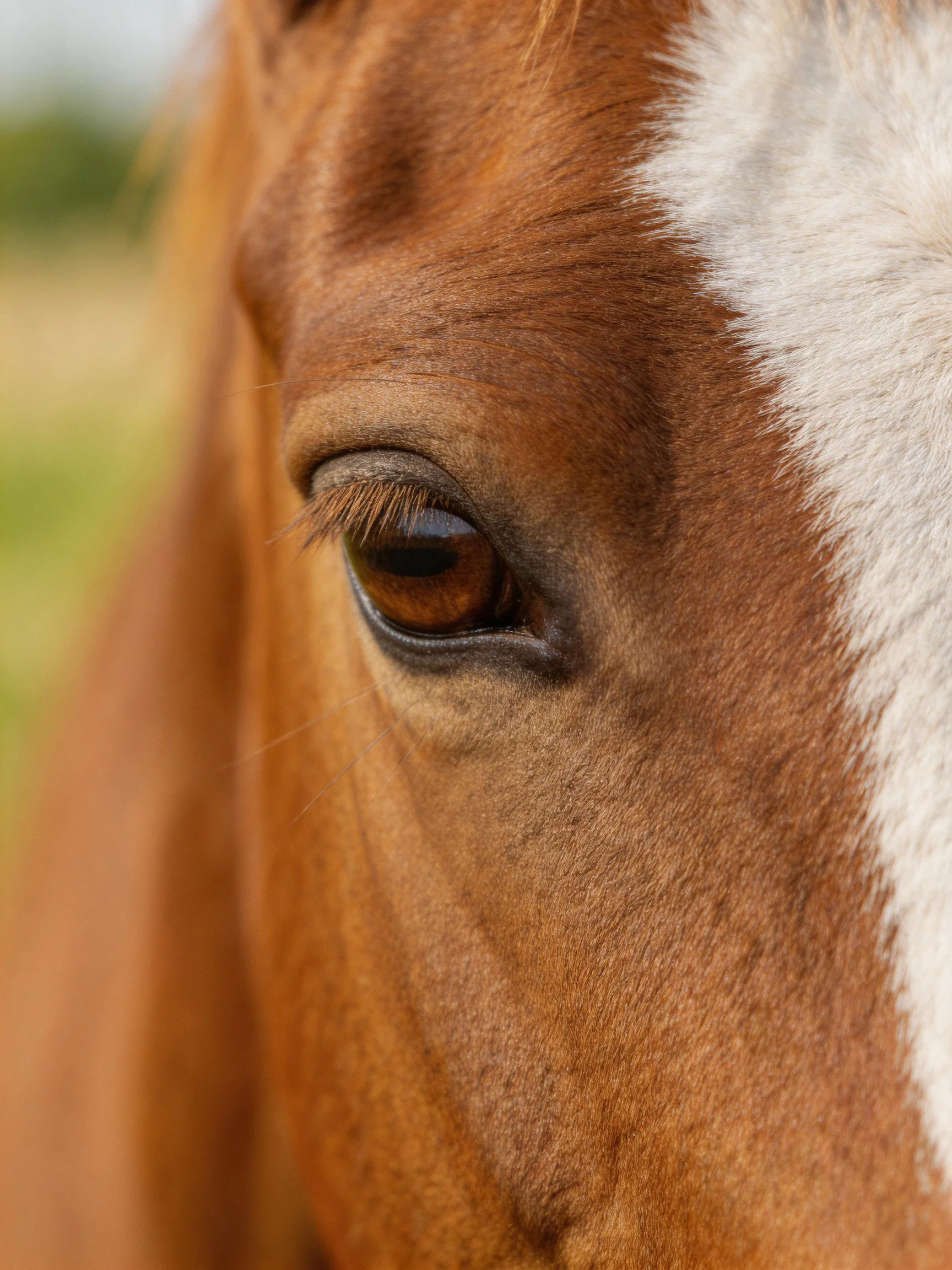 A close - up highlights a brown and white horse’s eye with detailed facial textures.