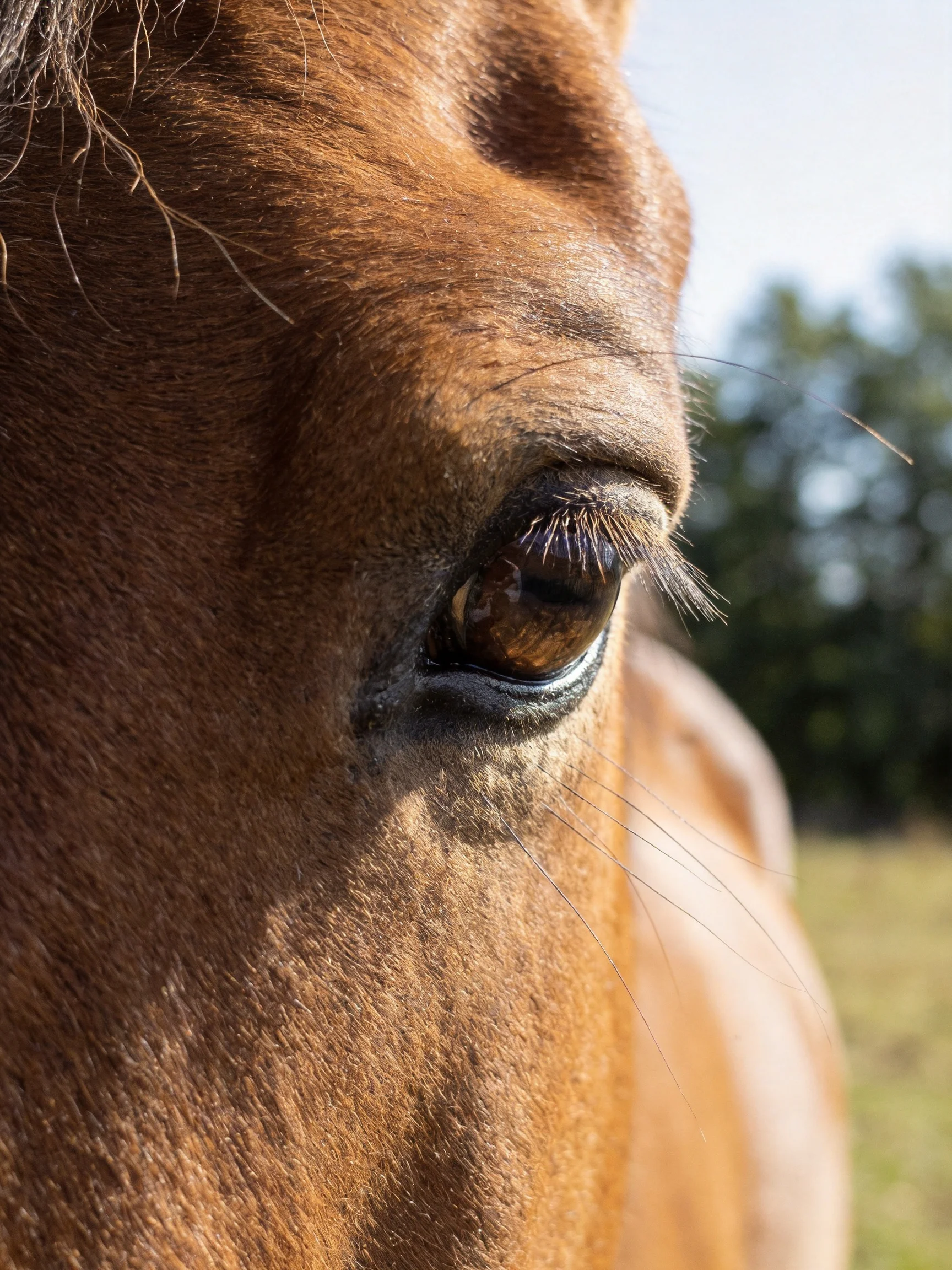 Close - up of a brown horse’s detailed eye with textured coat