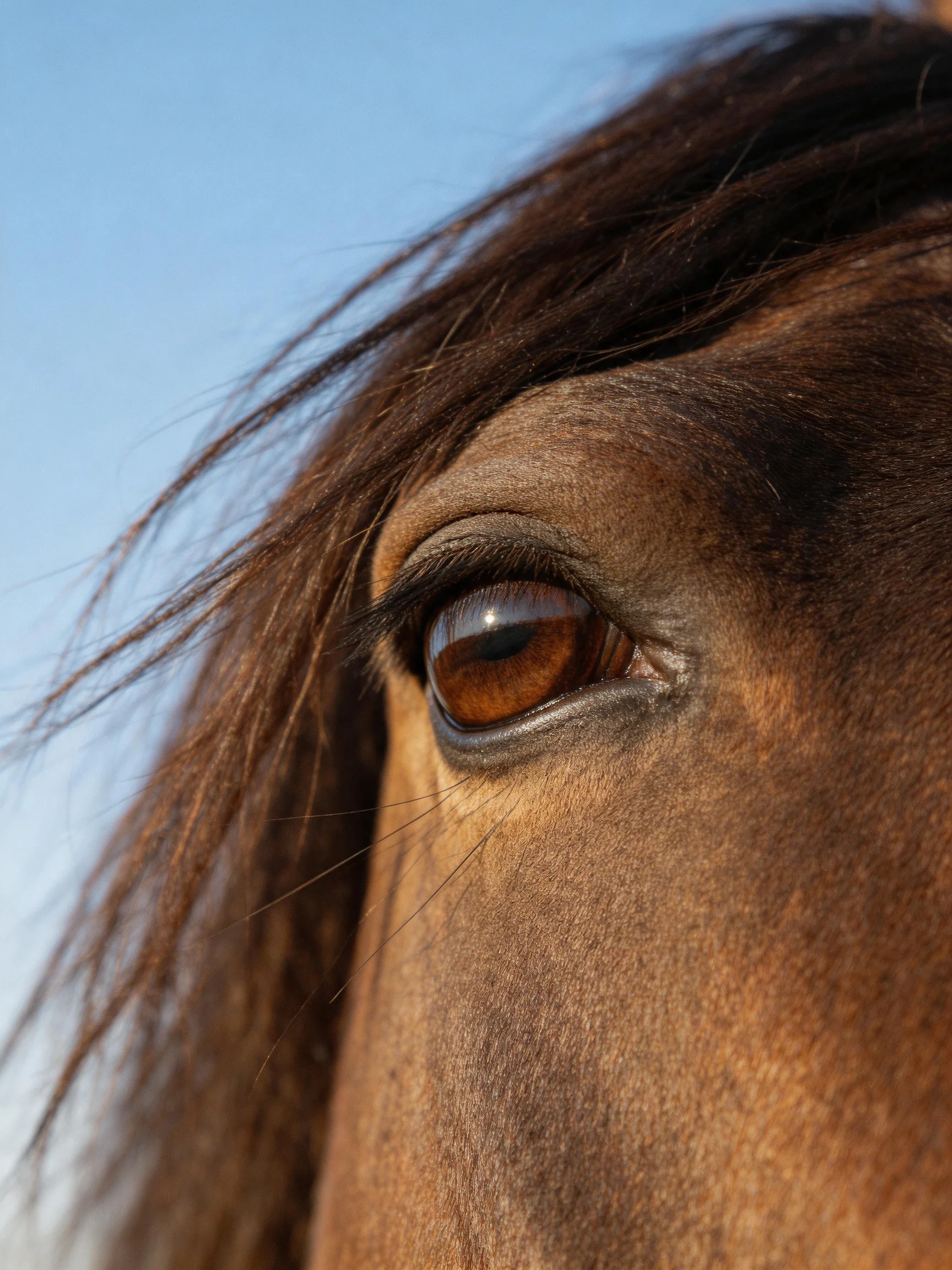 Close - up of a brown horse’s eye with dark mane against clear blue sky