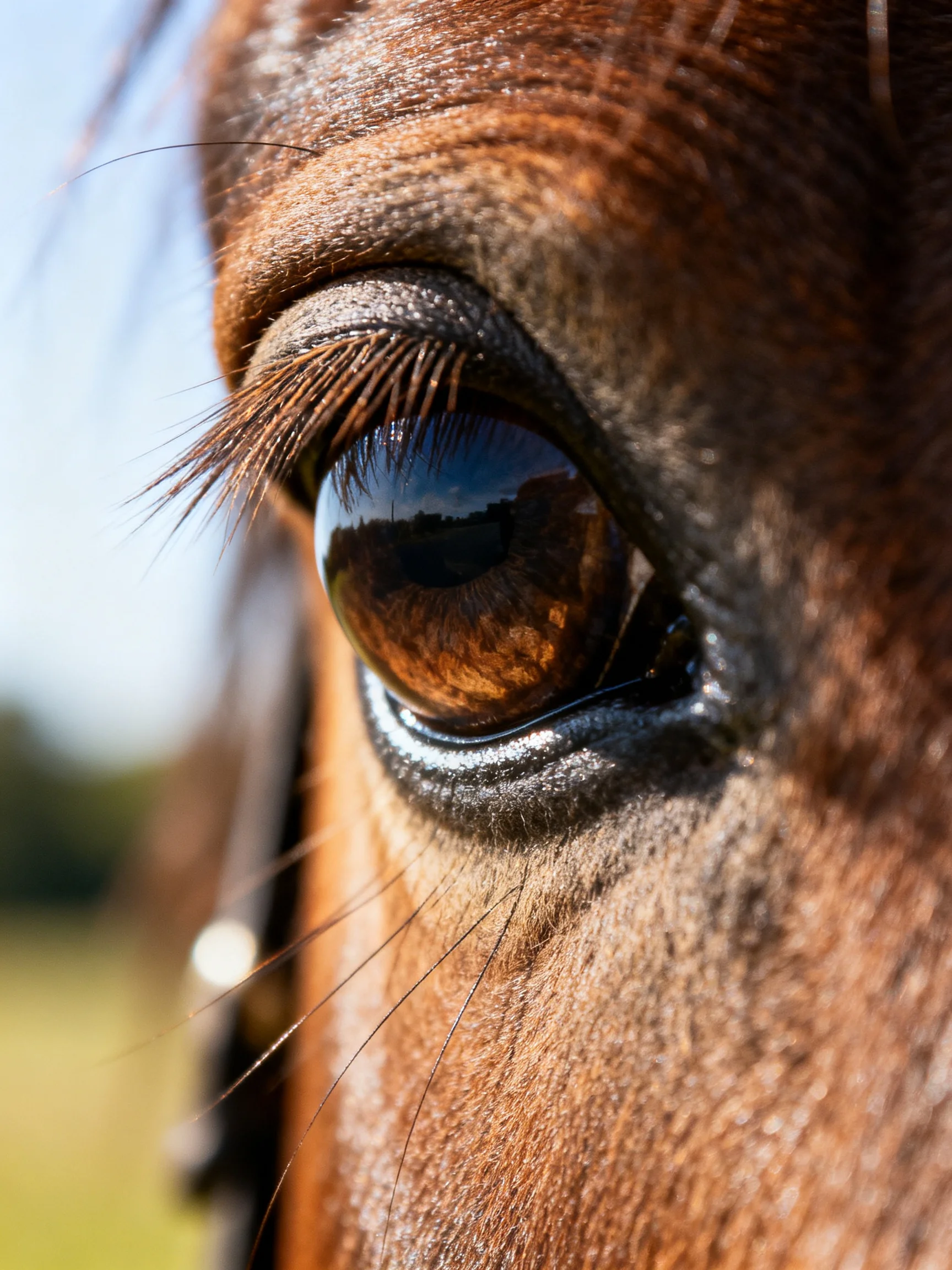 Close - up of a brown horse’s eye with detailed textures