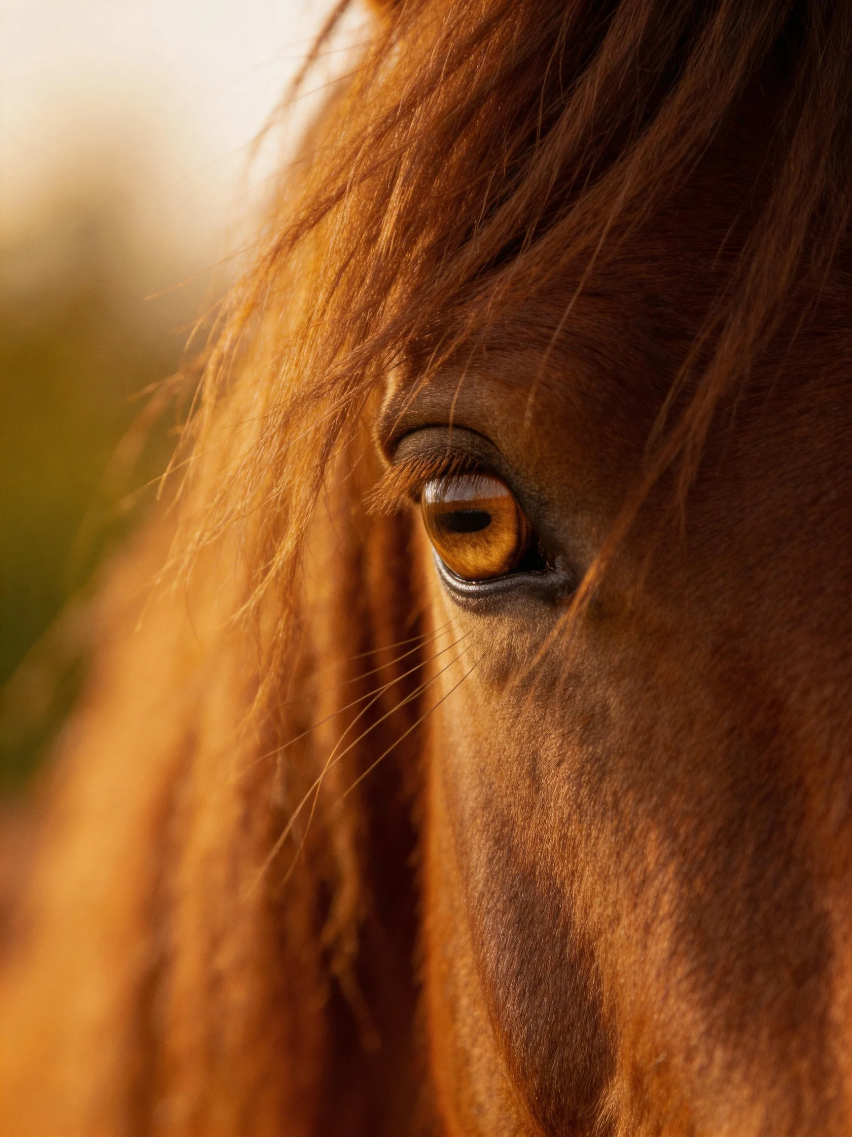 Close - up of a brown horse’s eye with golden mane under warm light
