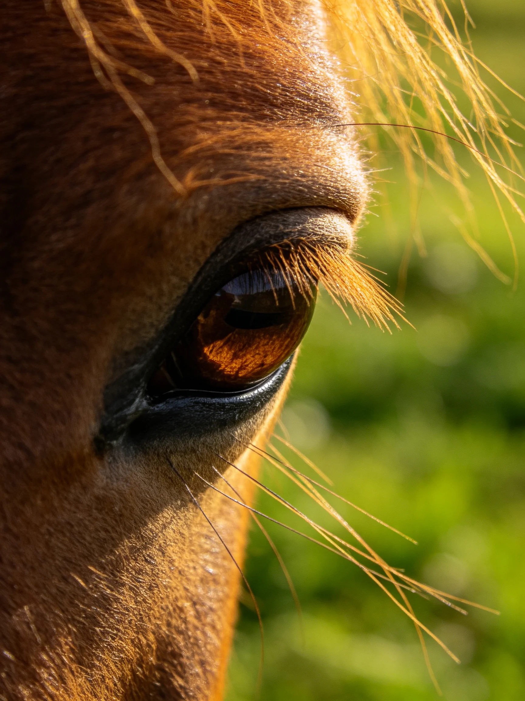 A close - up of a brown horse’s eye with golden facial hairs and blurred green surroundings.
