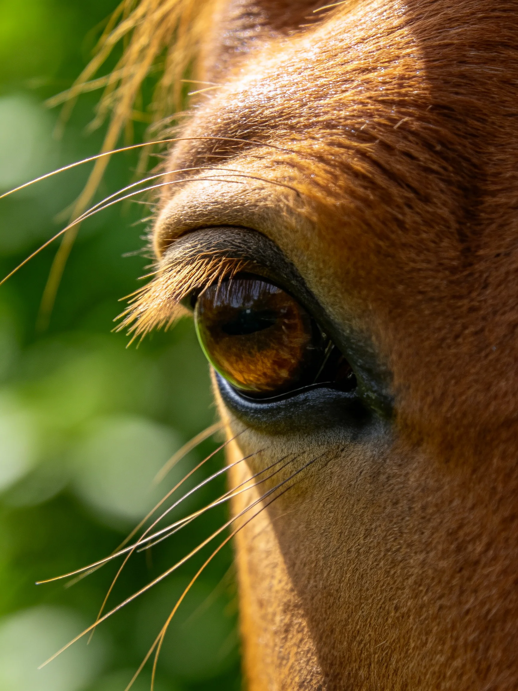 Close - up of a brown horse’s eye with long eyelashes and green bokeh