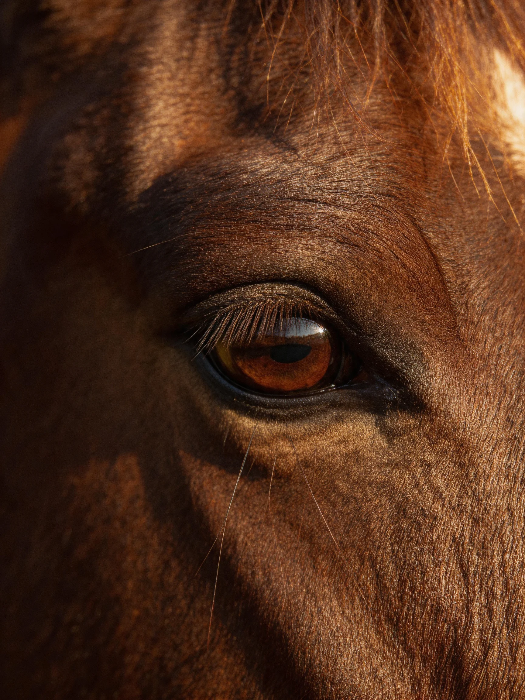 Close - up of a brown horse’s eye with textured fur and warm tones