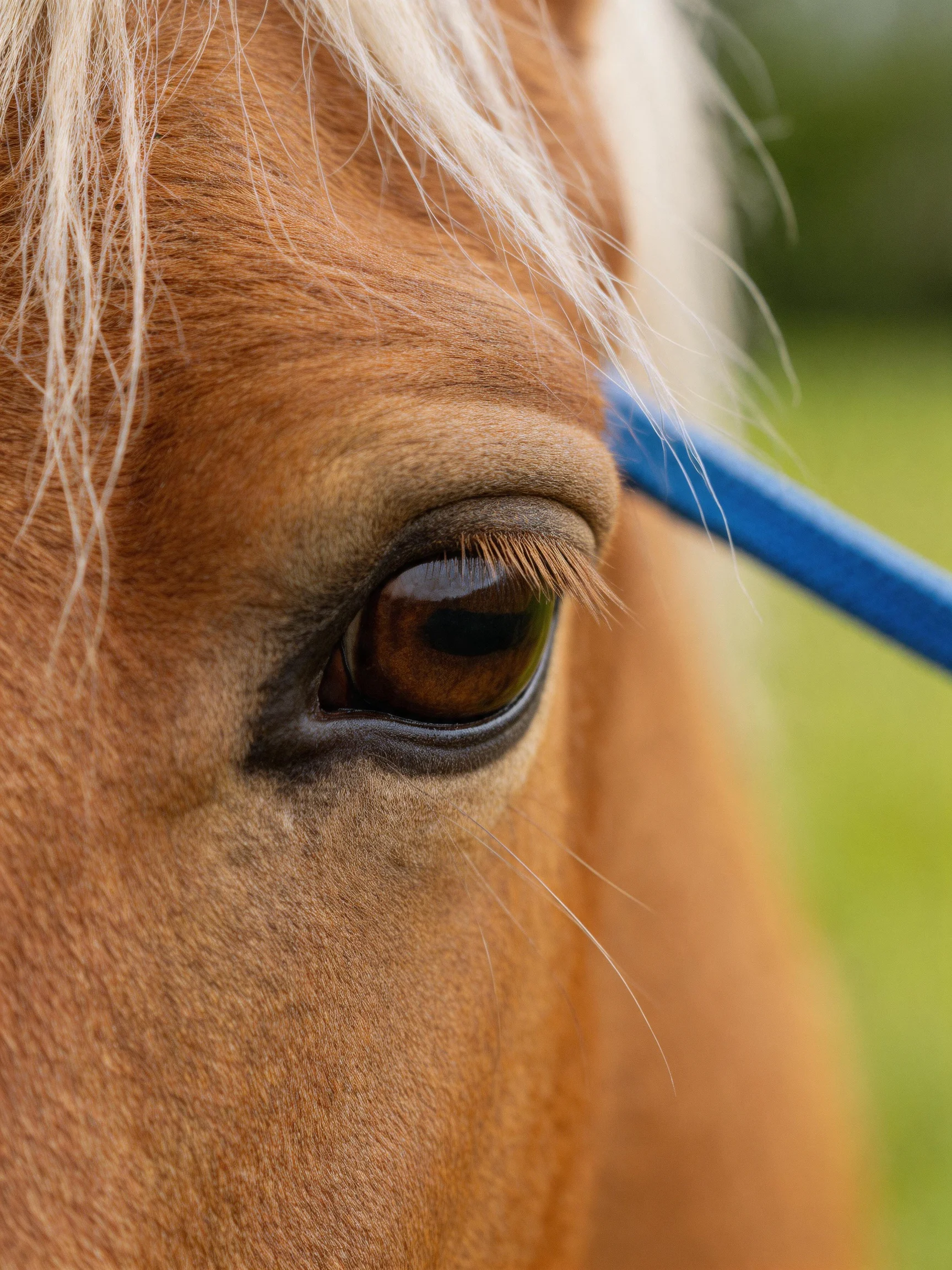 Close - up of a brown horse’s eye with white mane and blue halter