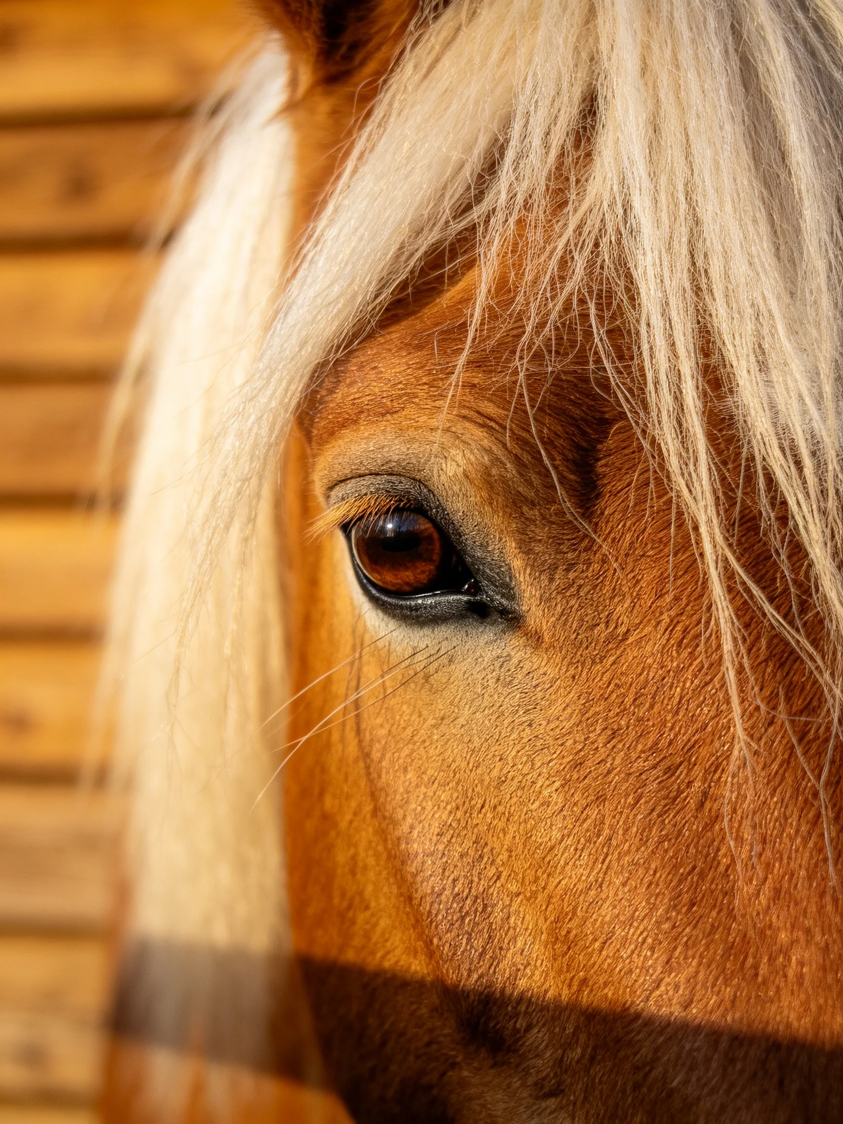Close - up of a brown horse’s eye with white mane near wooden walls