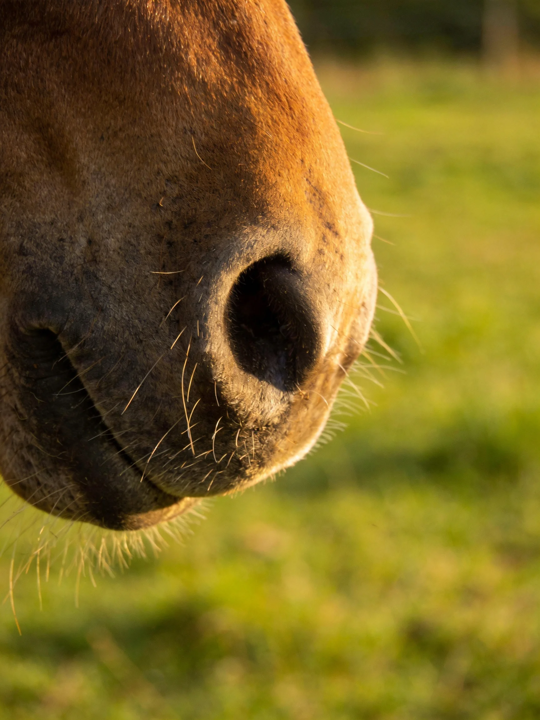 Close - up of a brown horse’s nose with blurred green field backdrop