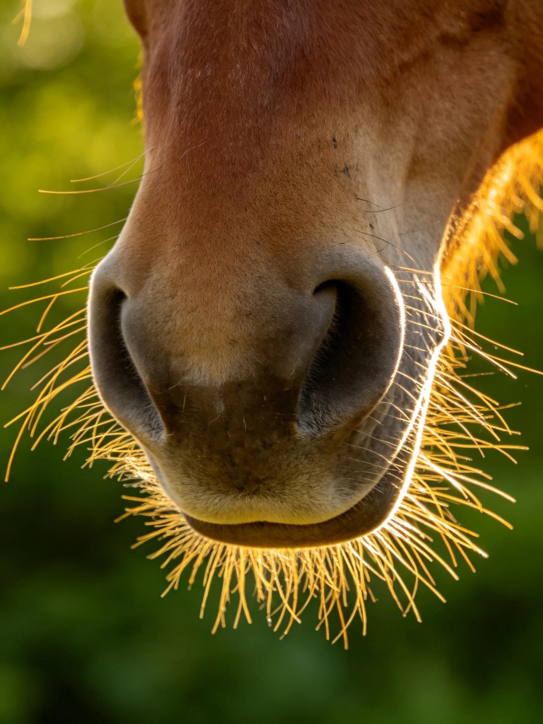 Close - up of a brown horse’s nose with golden whiskers