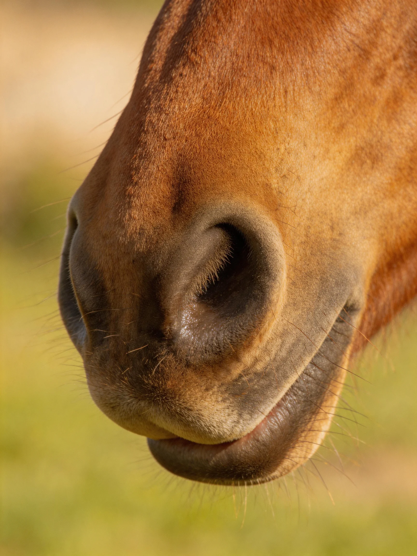 A close - up view of a brown horse’s nose in a softly lit outdoor scene.